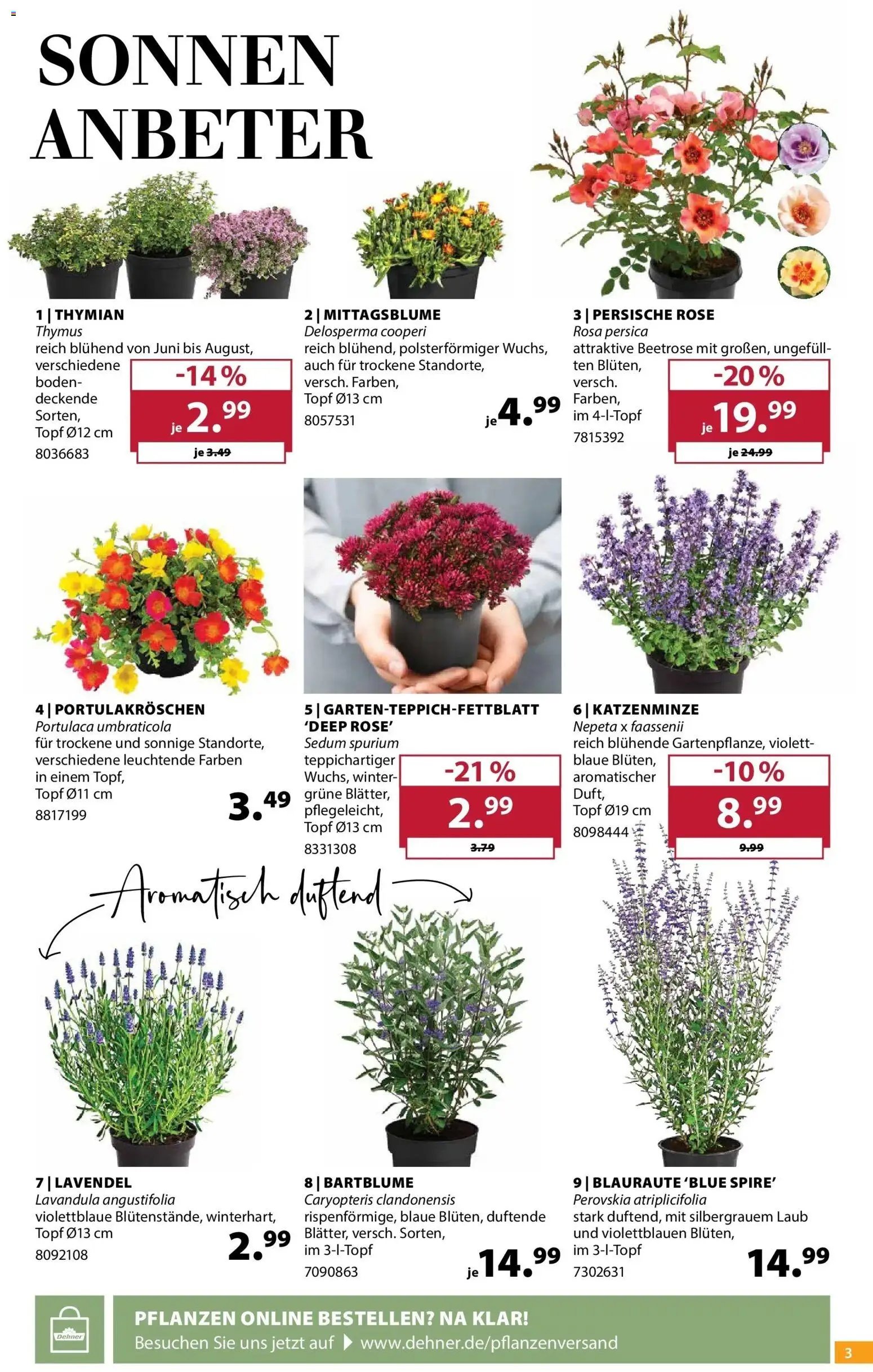 Dehner Prospekt