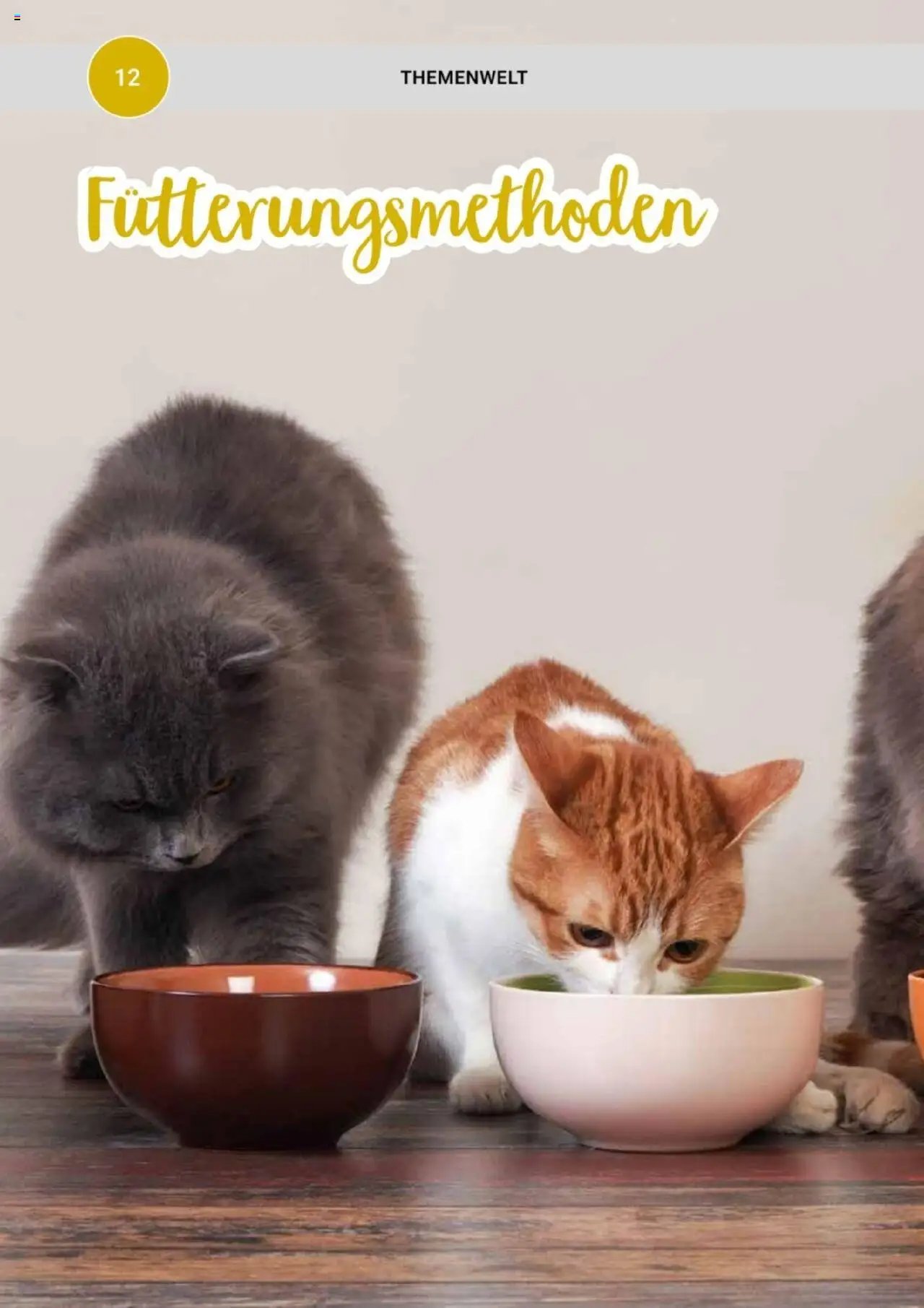 zookauf Themenkatalog Katze