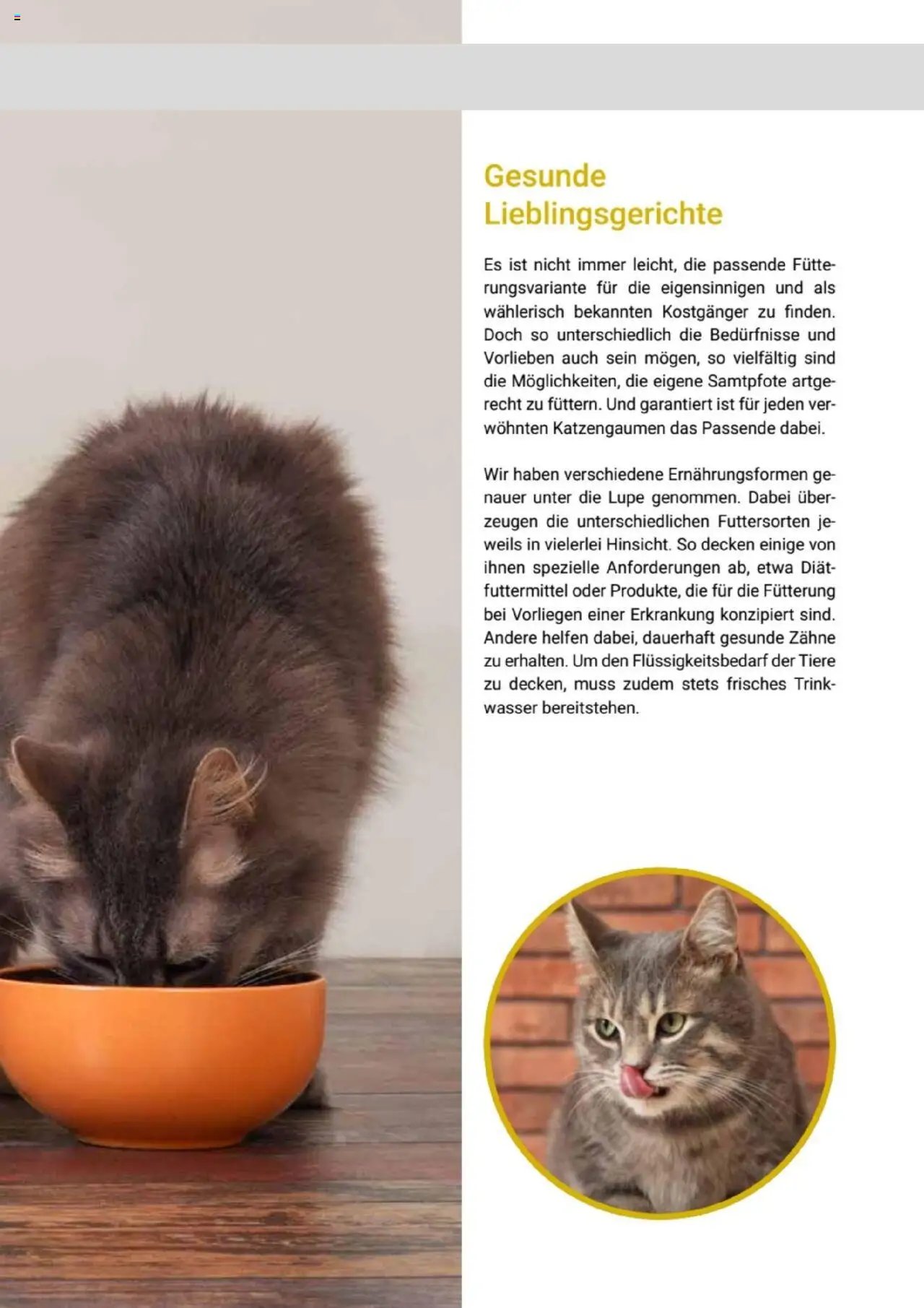 zookauf Themenkatalog Katze