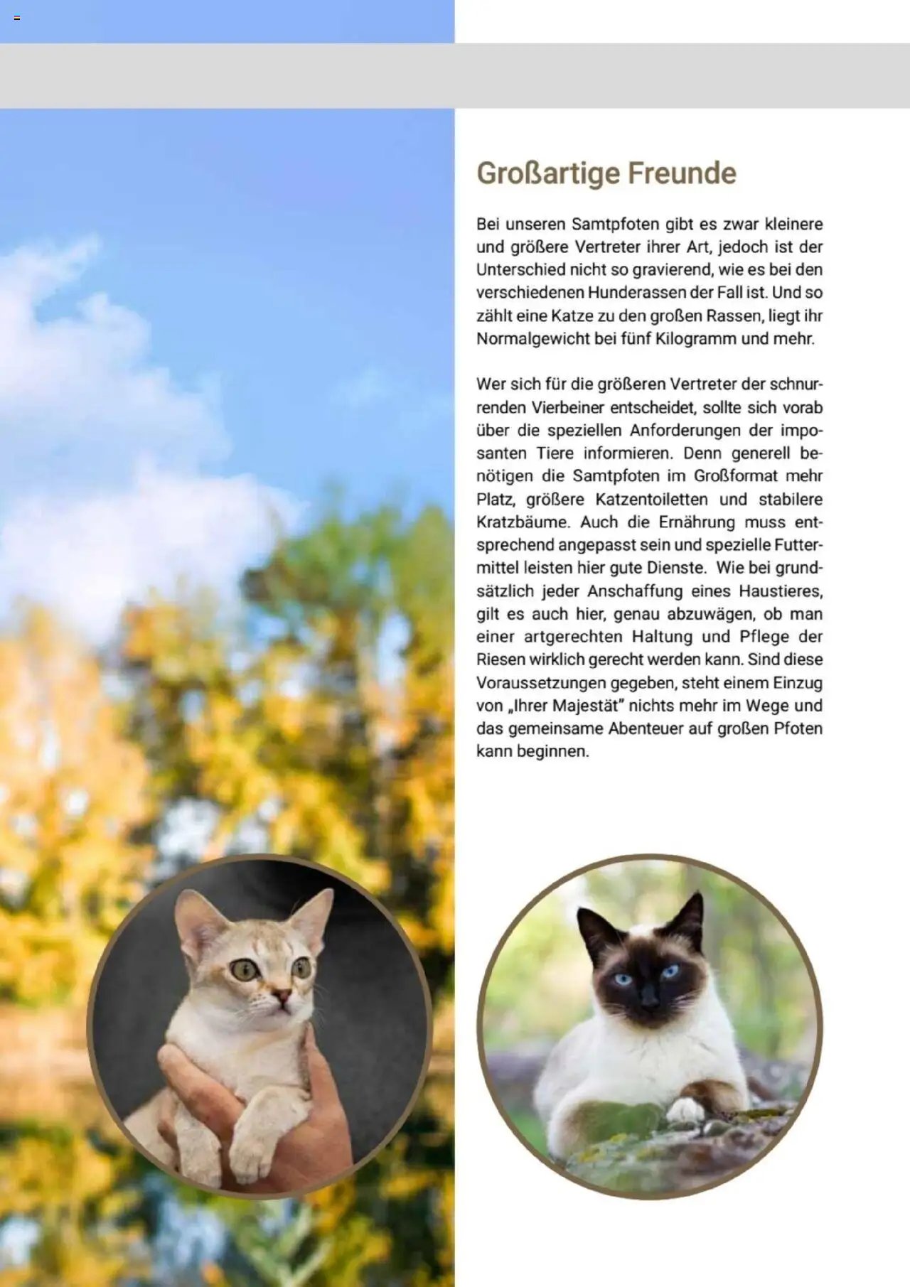 zookauf Themenkatalog Katze