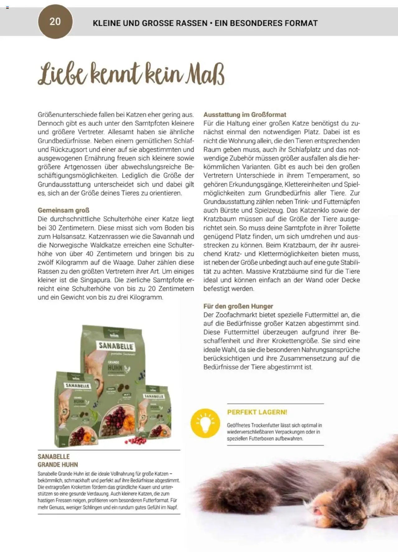 zookauf Themenkatalog Katze