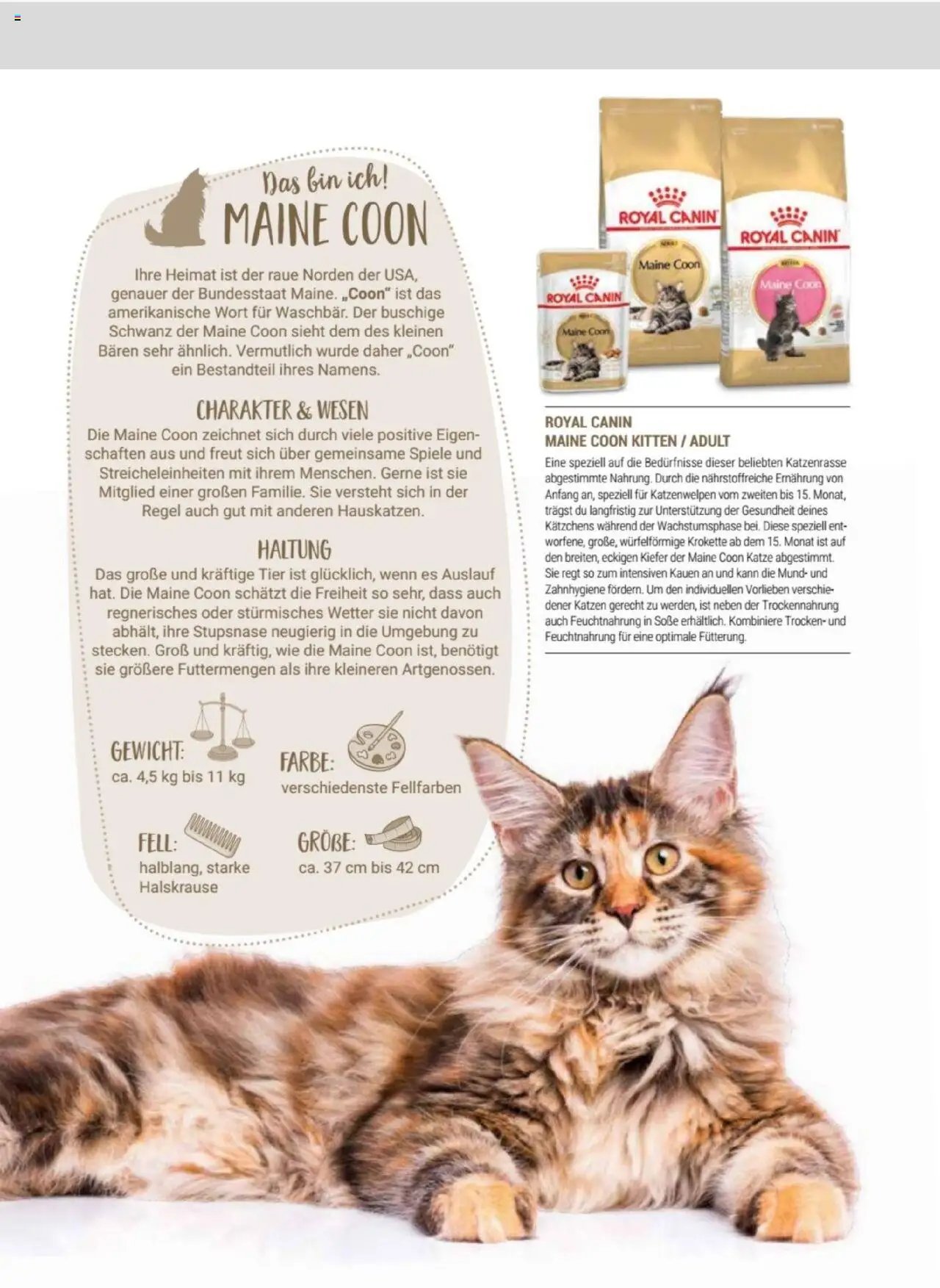 zookauf Themenkatalog Katze