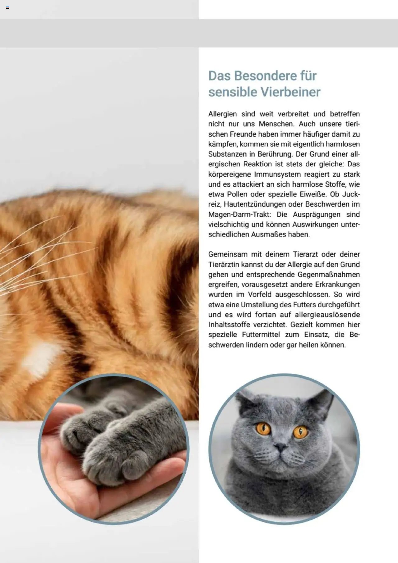 zookauf Themenkatalog Katze