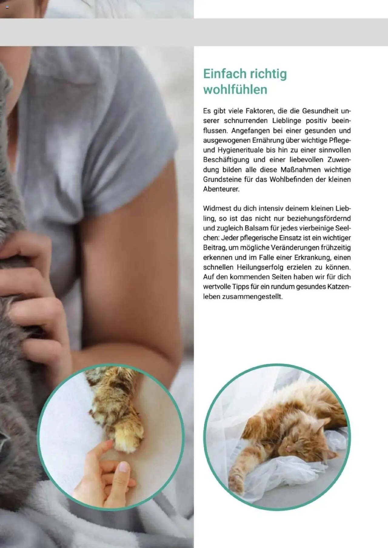 zookauf Themenkatalog Katze