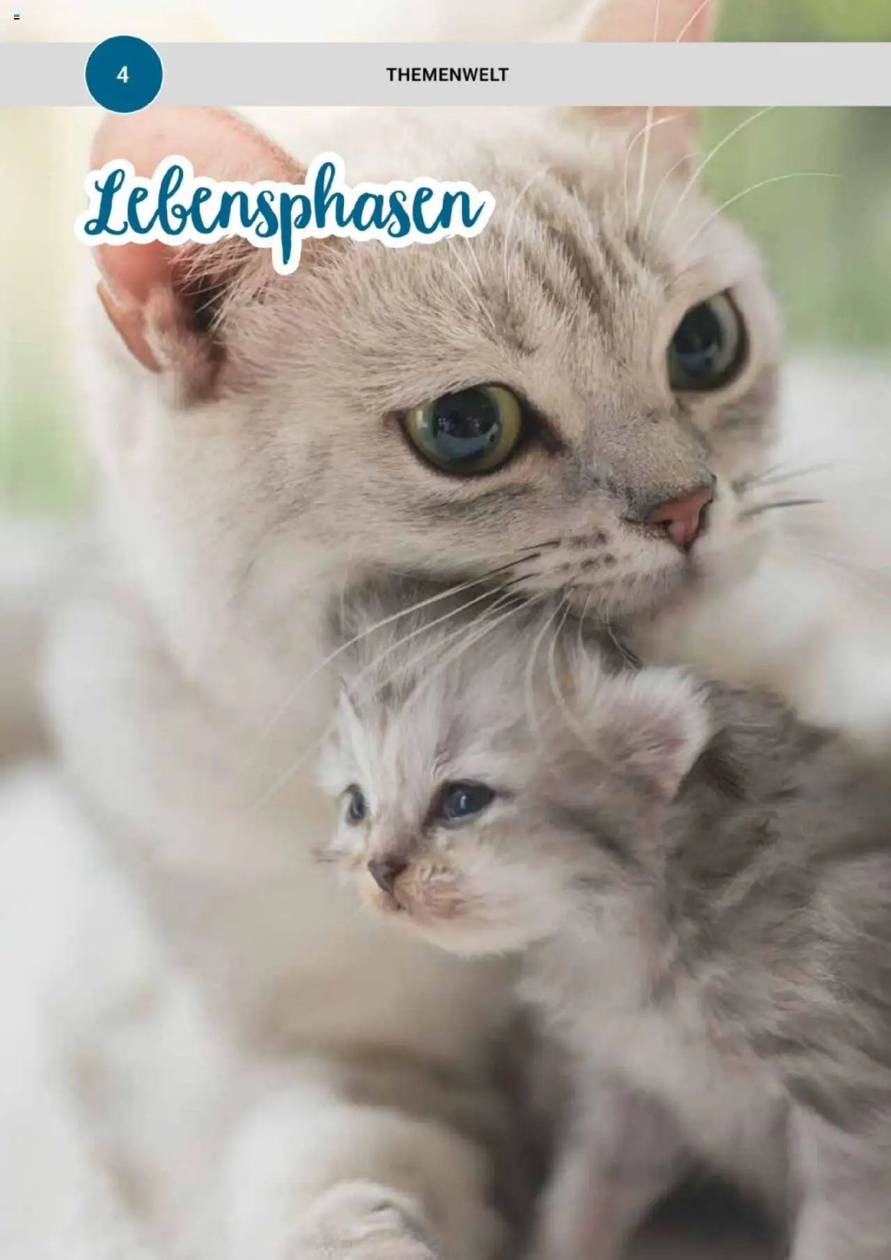 zookauf Themenkatalog Katze