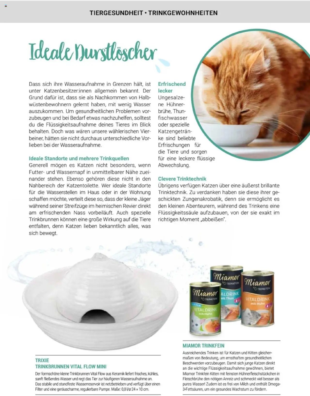 zookauf Themenkatalog Katze