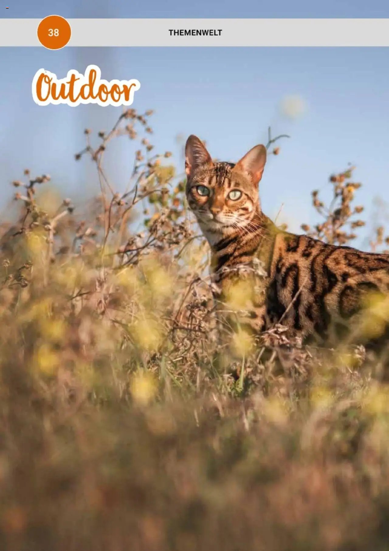 zookauf Themenkatalog Katze