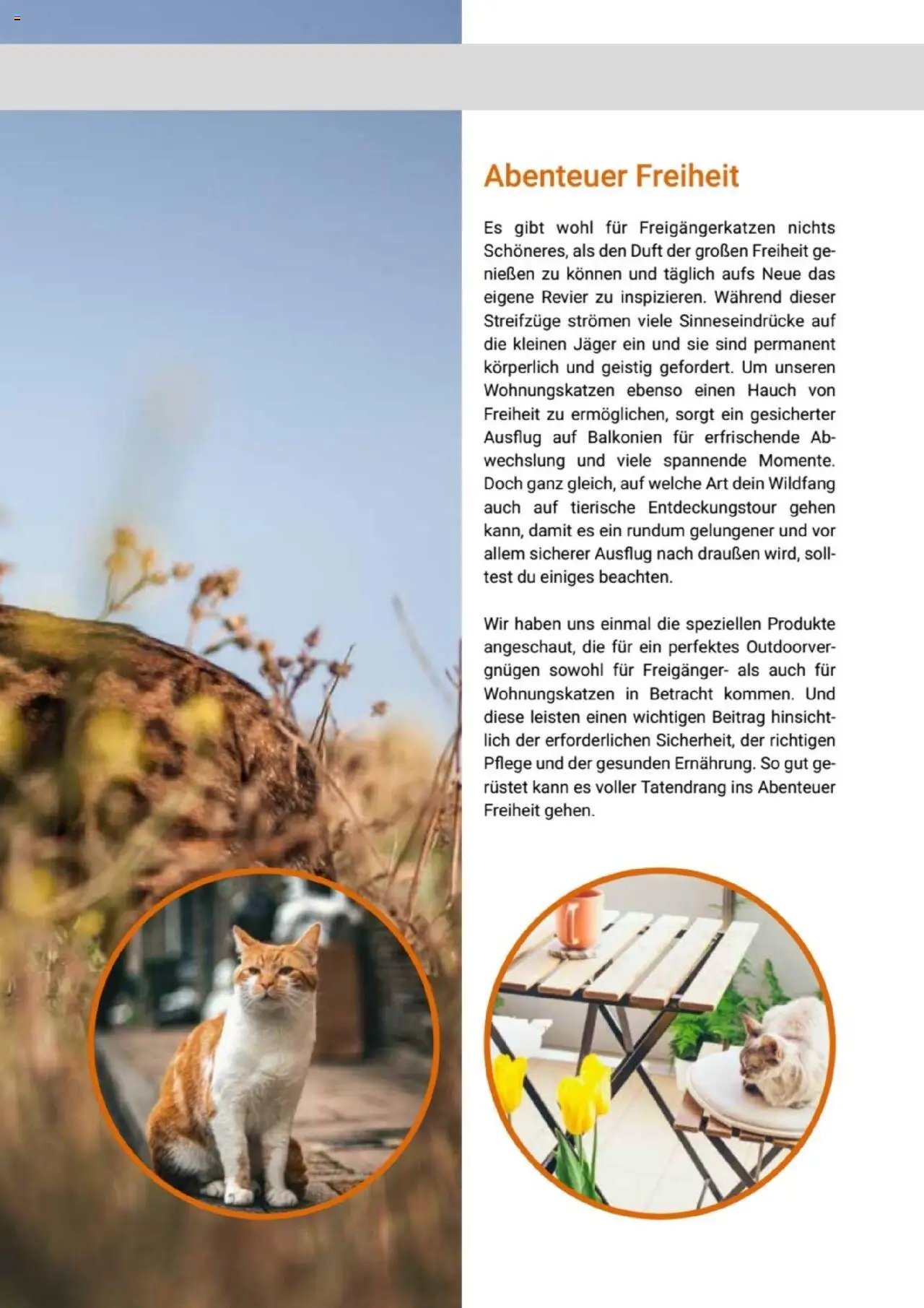 zookauf Themenkatalog Katze