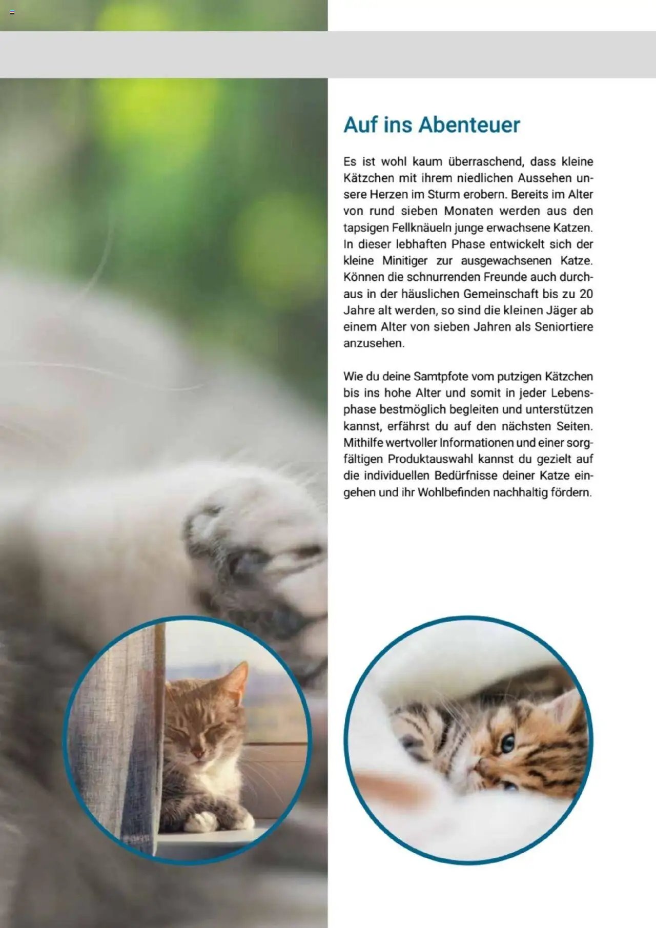 zookauf Themenkatalog Katze
