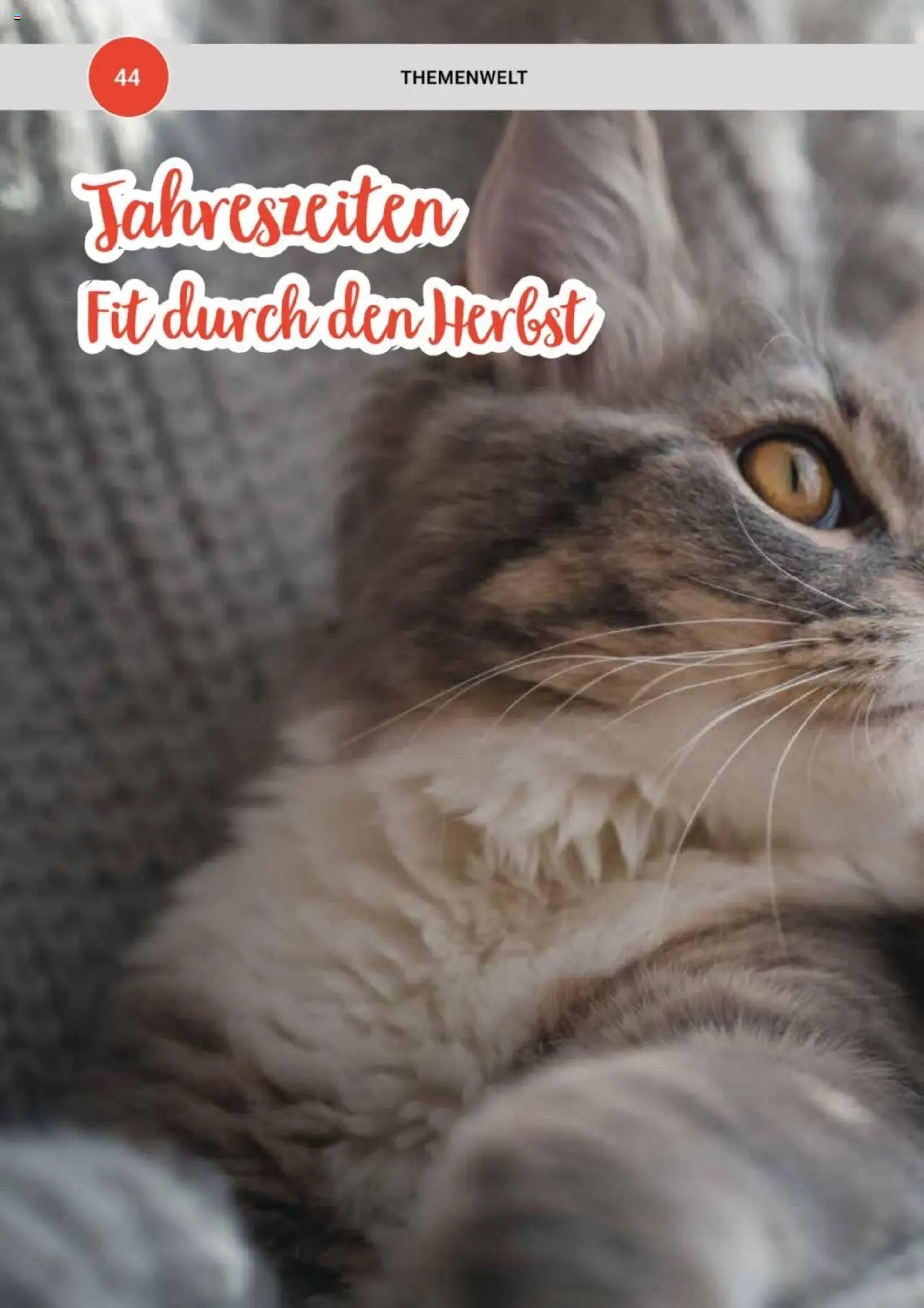 zookauf Themenkatalog Katze
