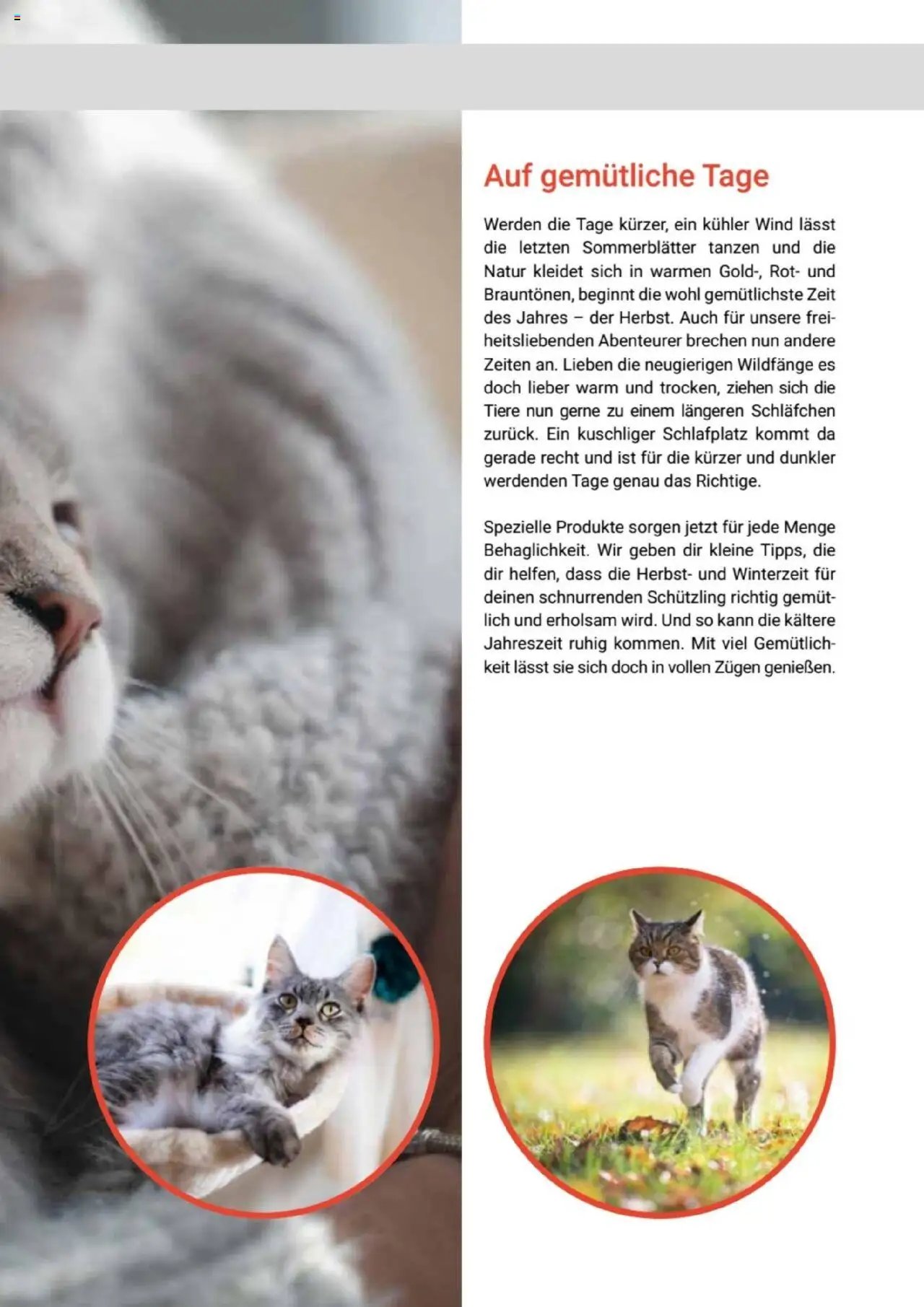 zookauf Themenkatalog Katze