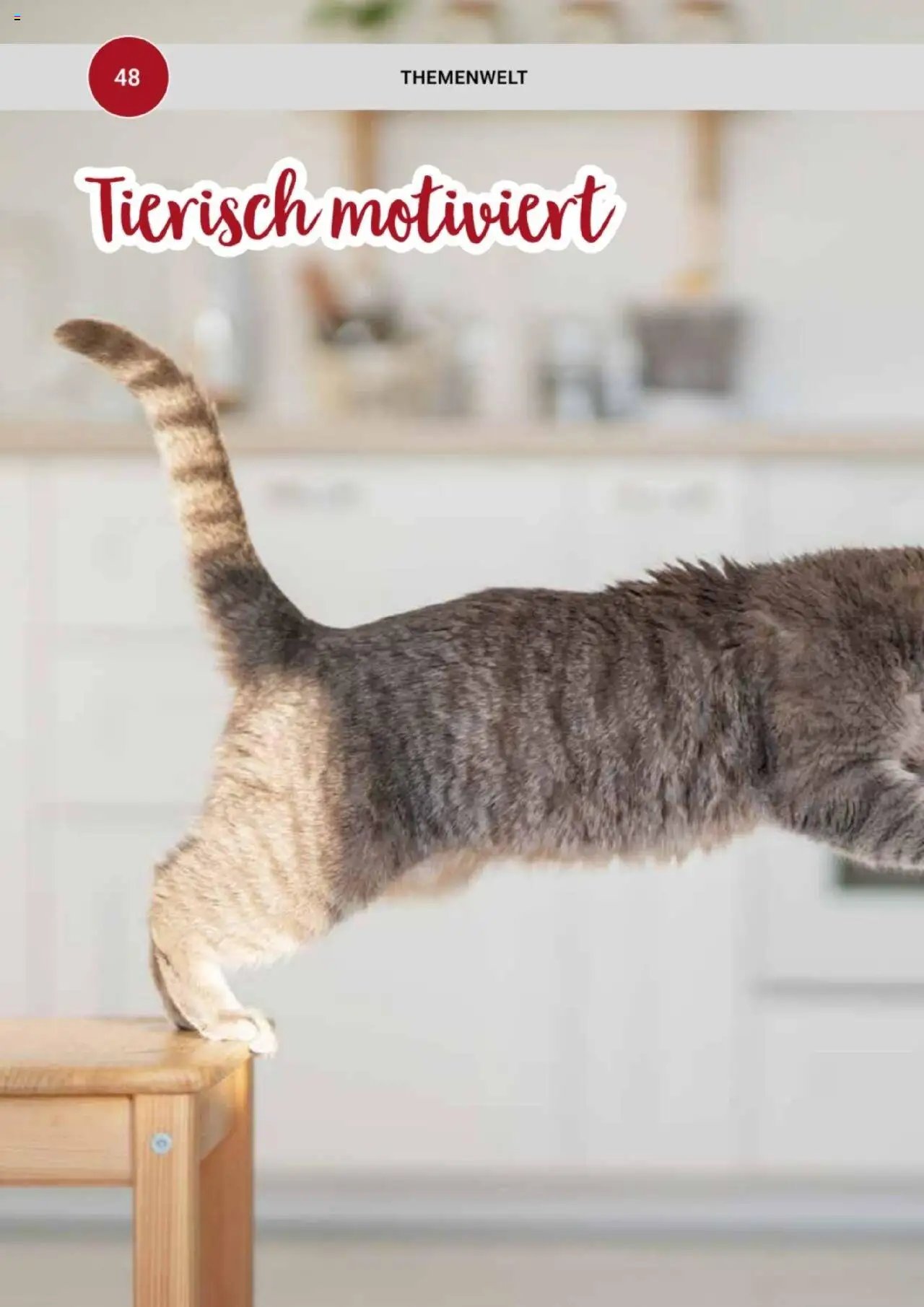 zookauf Themenkatalog Katze
