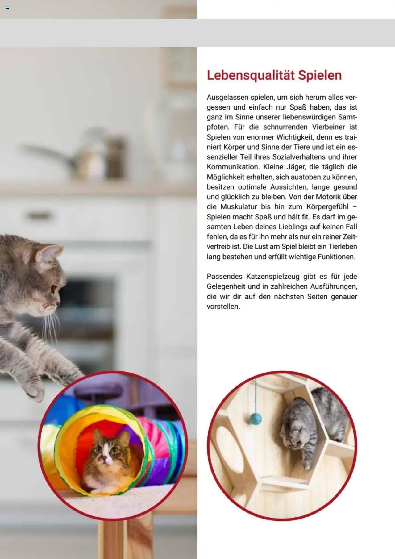 zookauf Themenkatalog Katze
