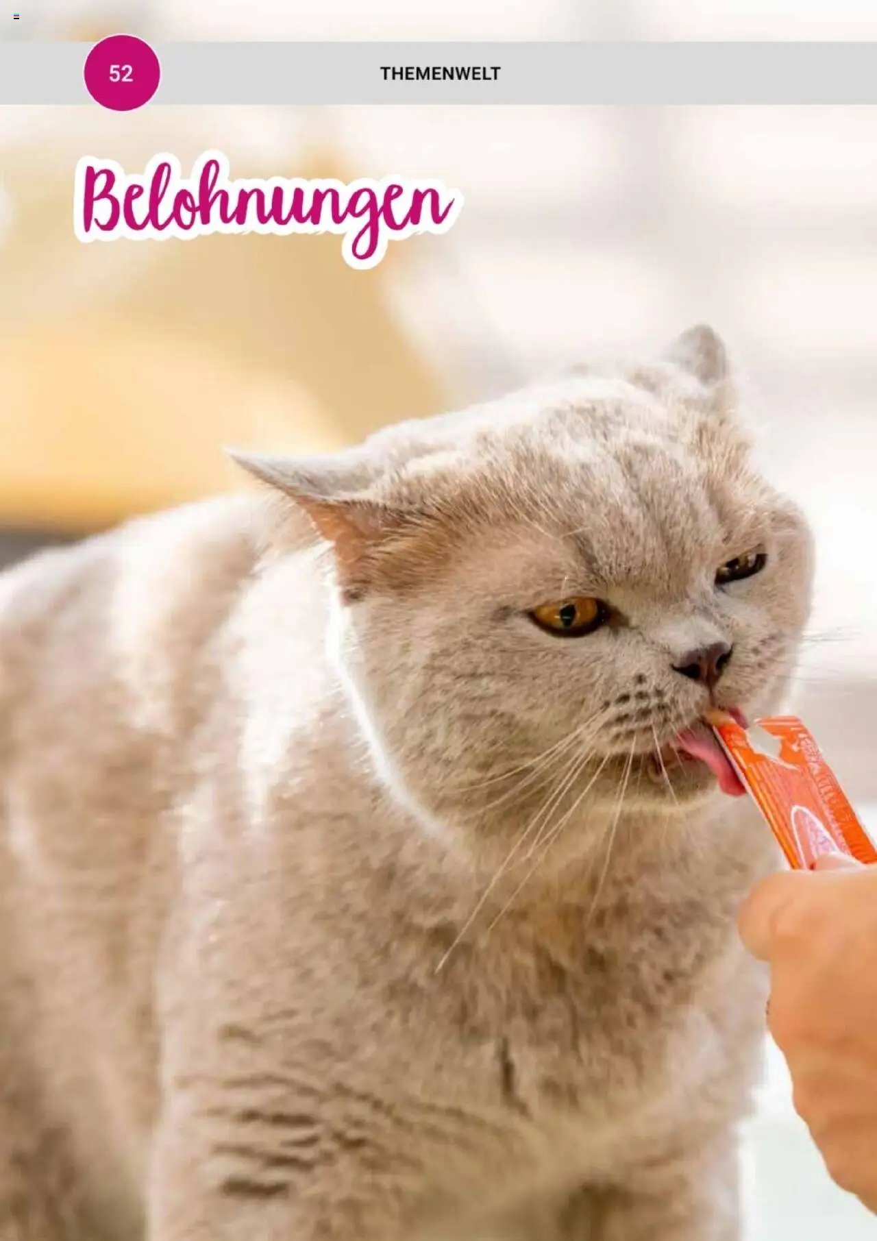 zookauf Themenkatalog Katze
