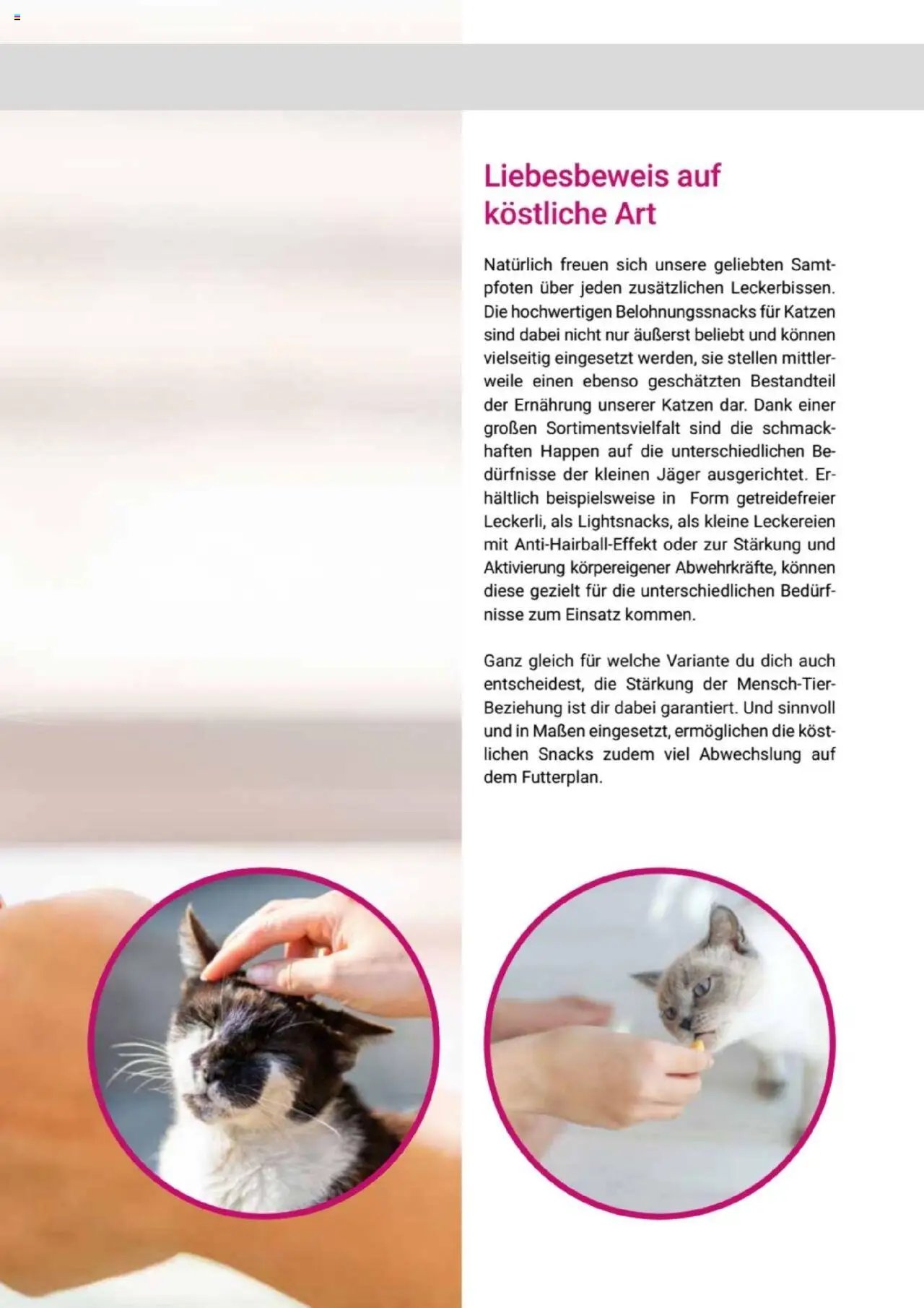 zookauf Themenkatalog Katze