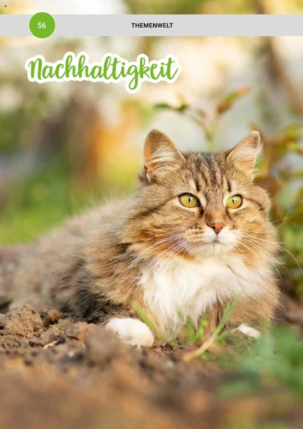 zookauf Themenkatalog Katze