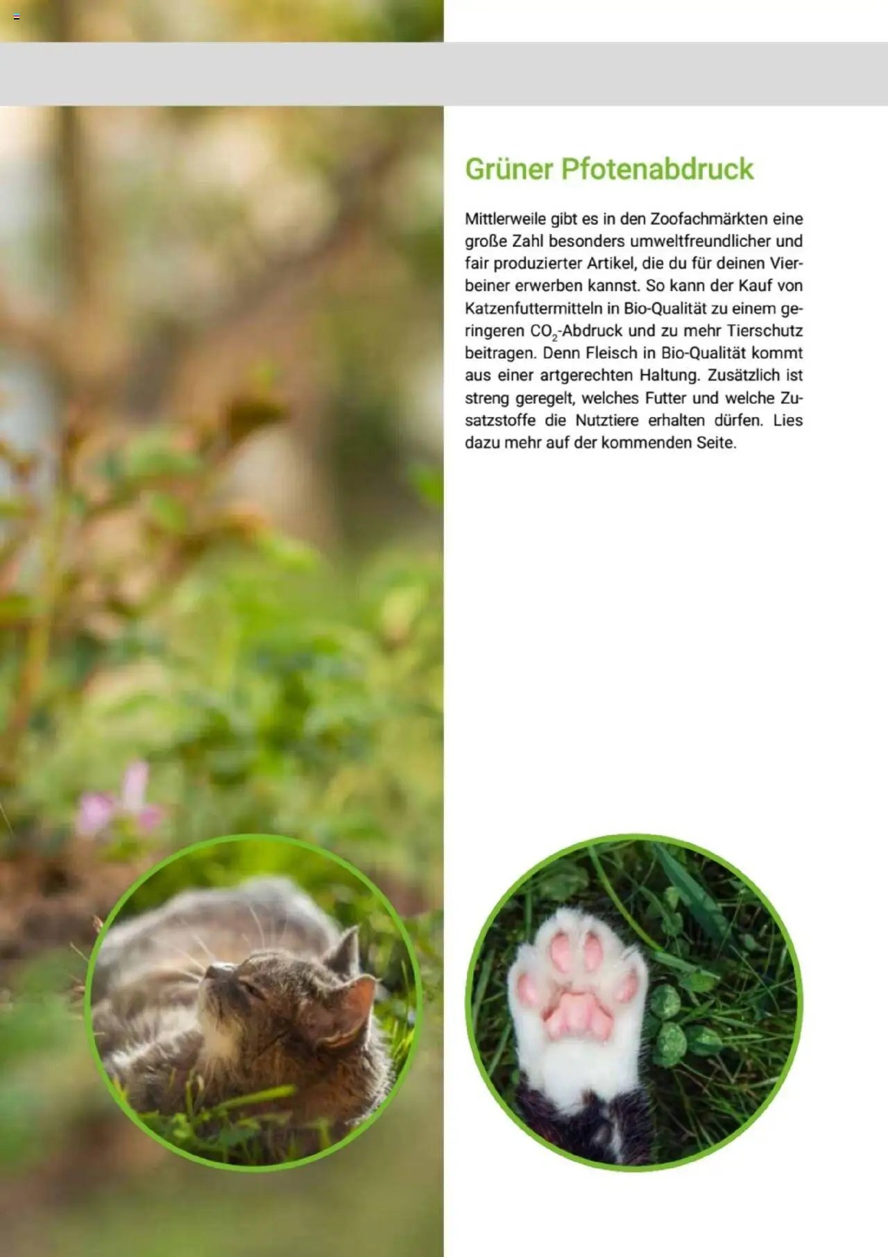 zookauf Themenkatalog Katze