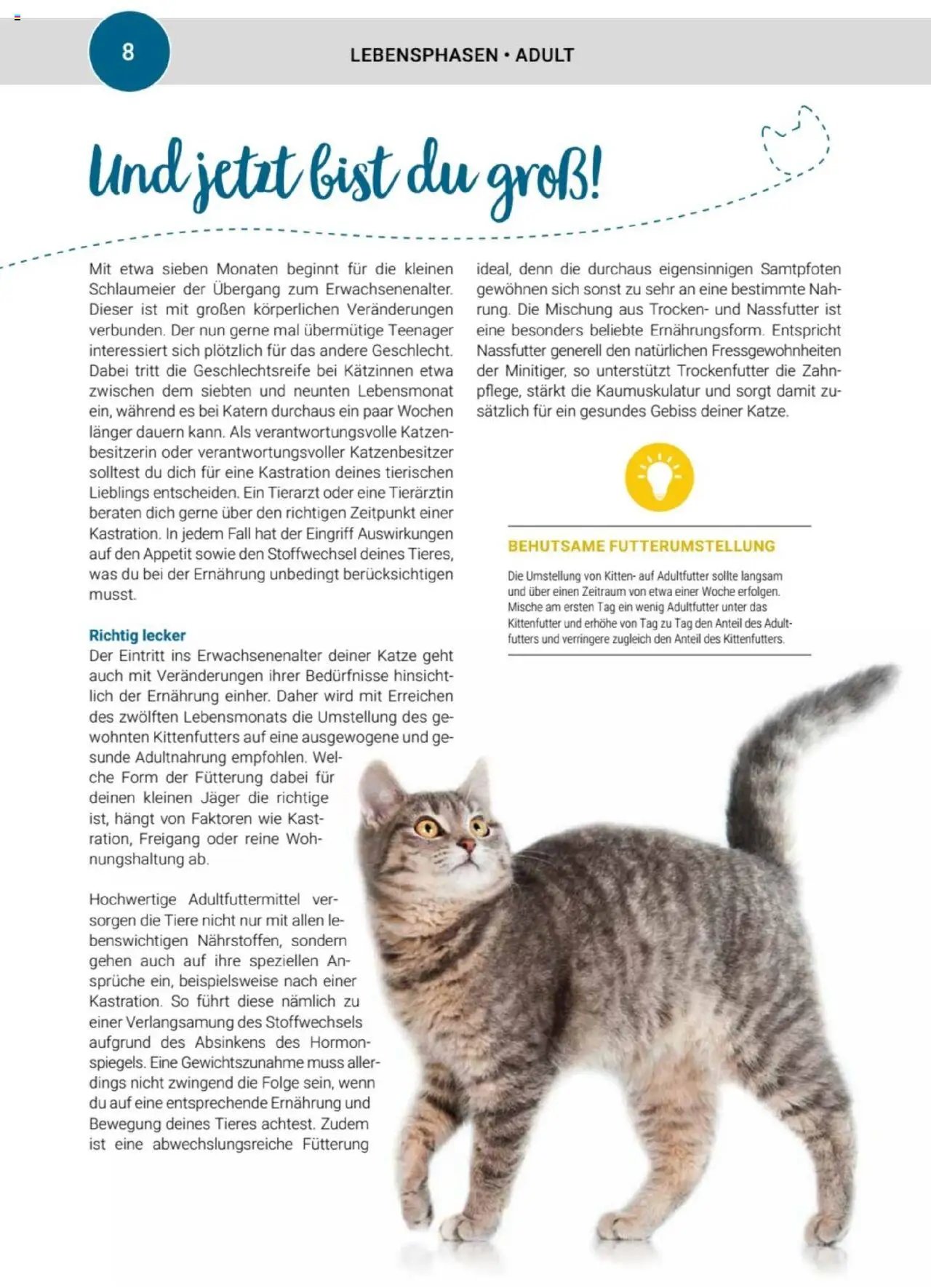 zookauf Themenkatalog Katze