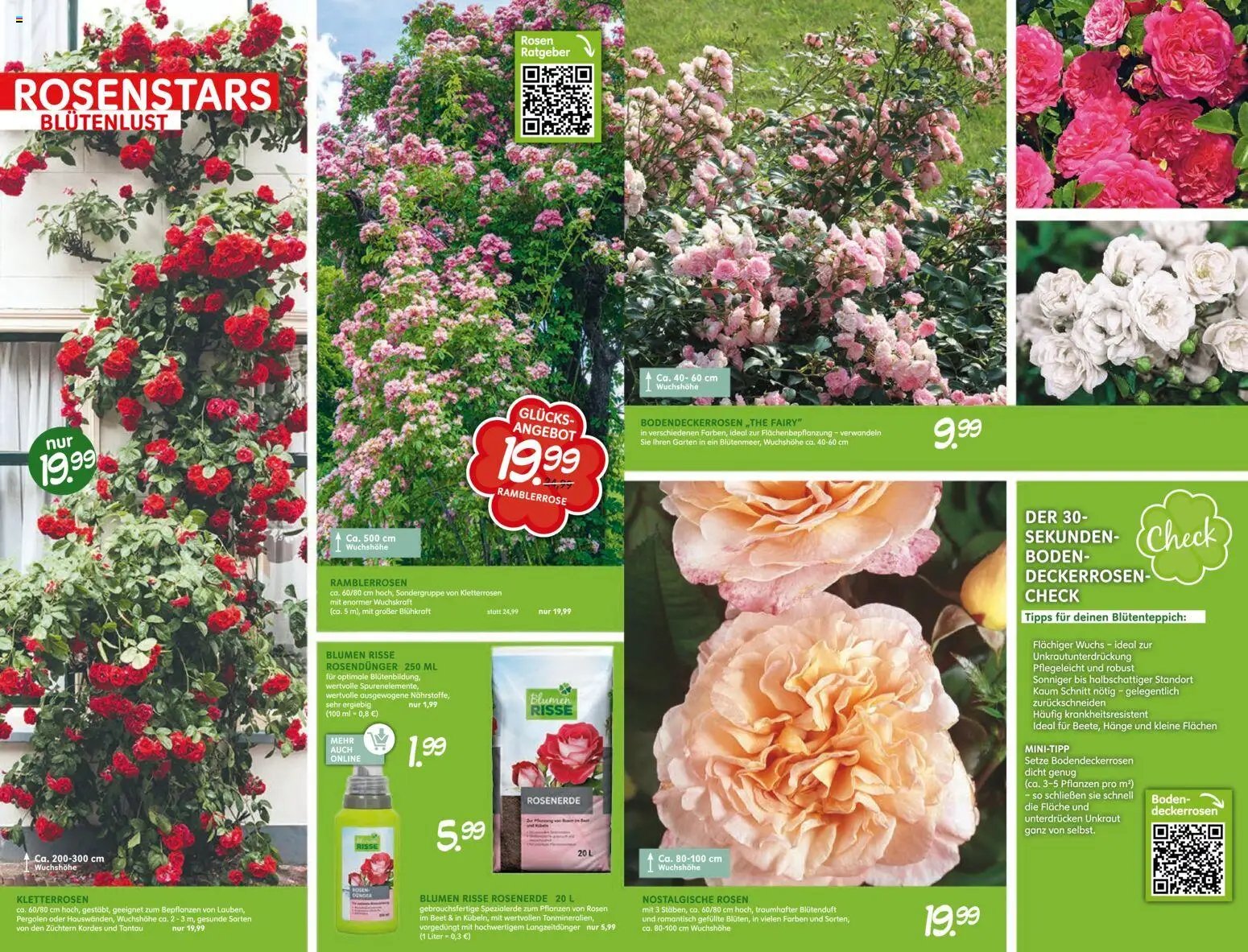 Blumen Risse Blütenglück Blumenmarkt