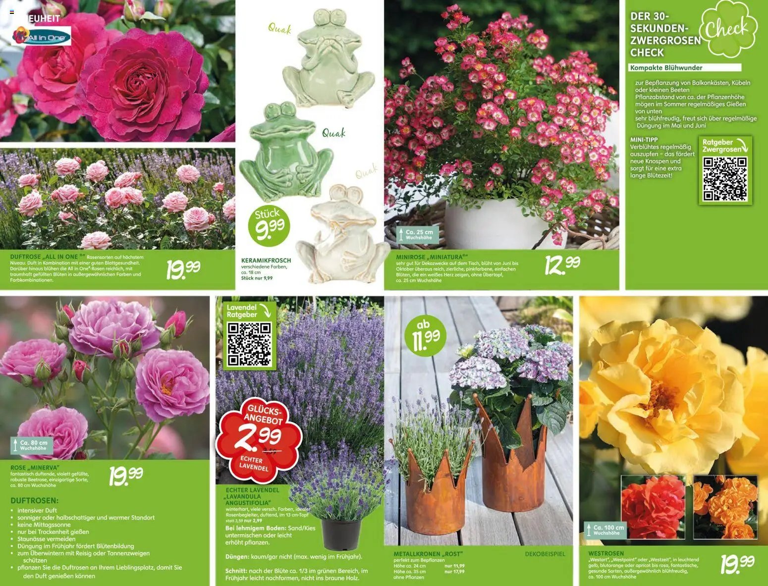 Blumen Risse Blütenglück Blumenmarkt