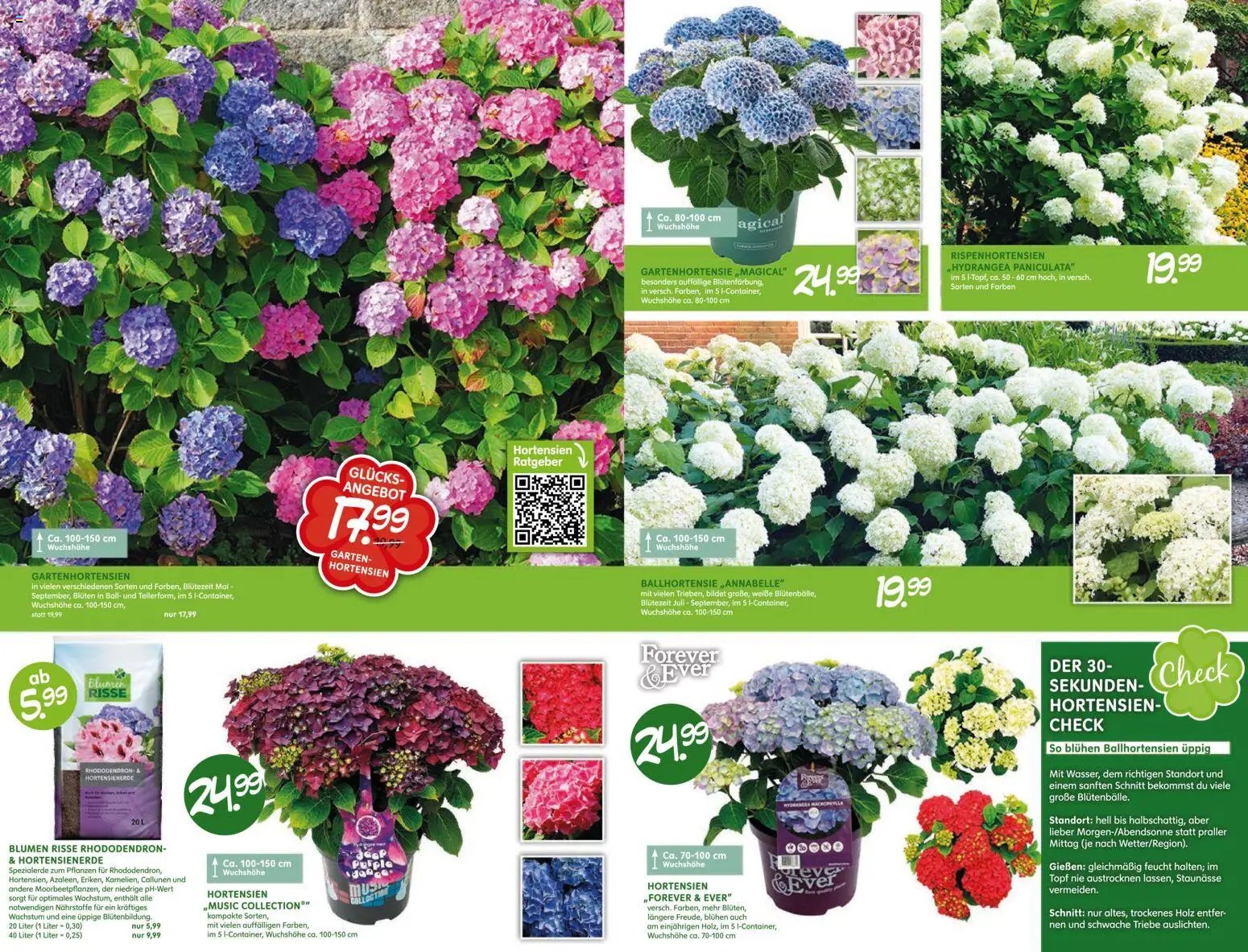 Blumen Risse Blütenglück Blumenmarkt