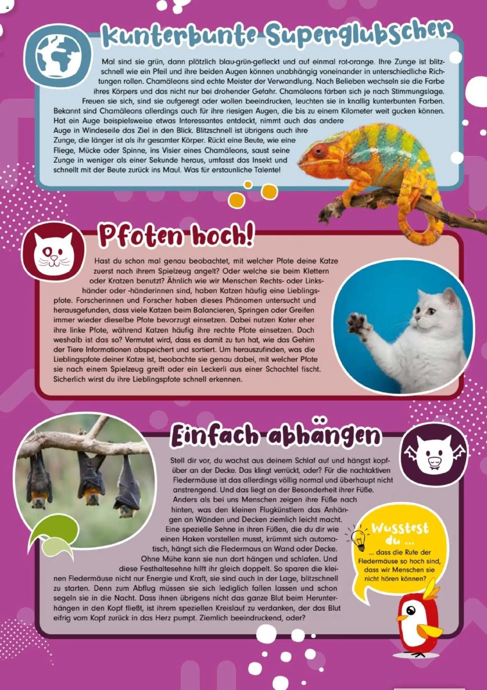 zookauf Kids