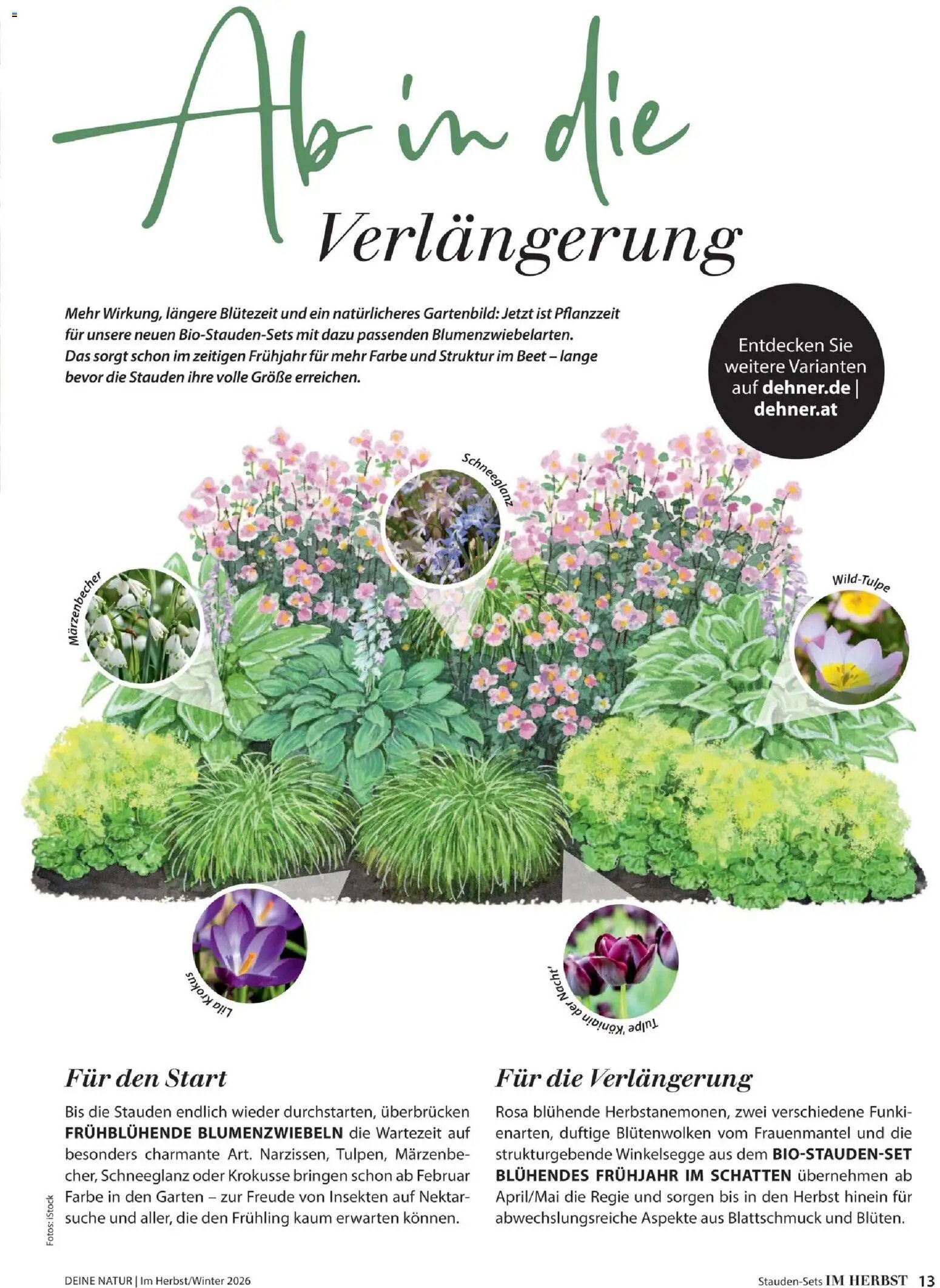 Dehner Prospekt
