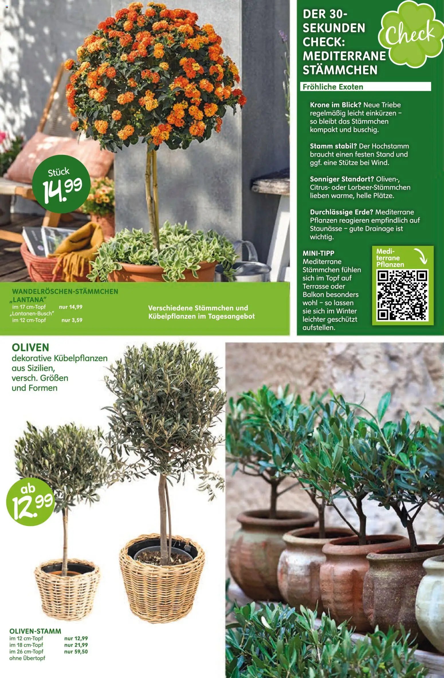 Blumen Risse Prospekt Blumenmarkt (2026-04-16 - 2026-04-26)