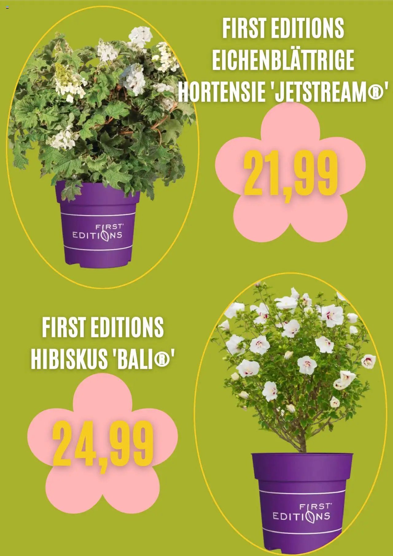 Blumen Risse Prospekt 	 (2025-09-03 - 2025-10-03) | 5