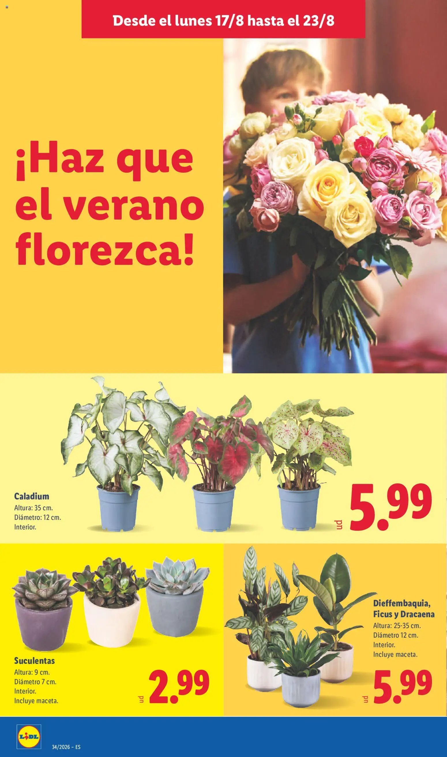 Lidl folleto
