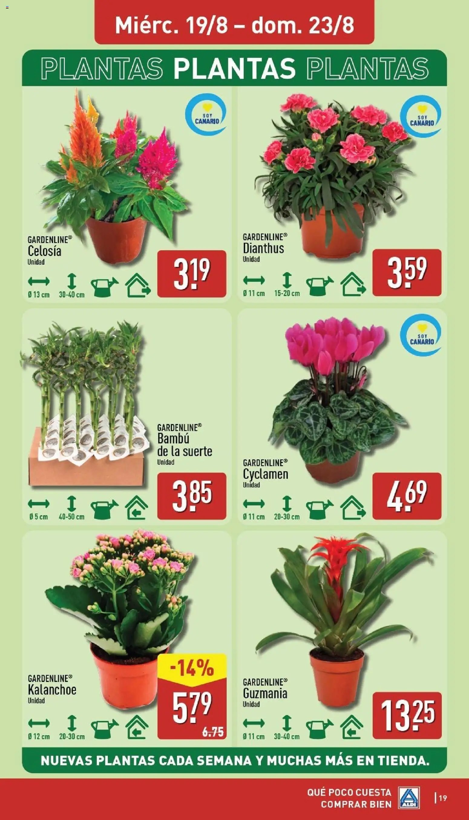 Aldi folleto Canarias