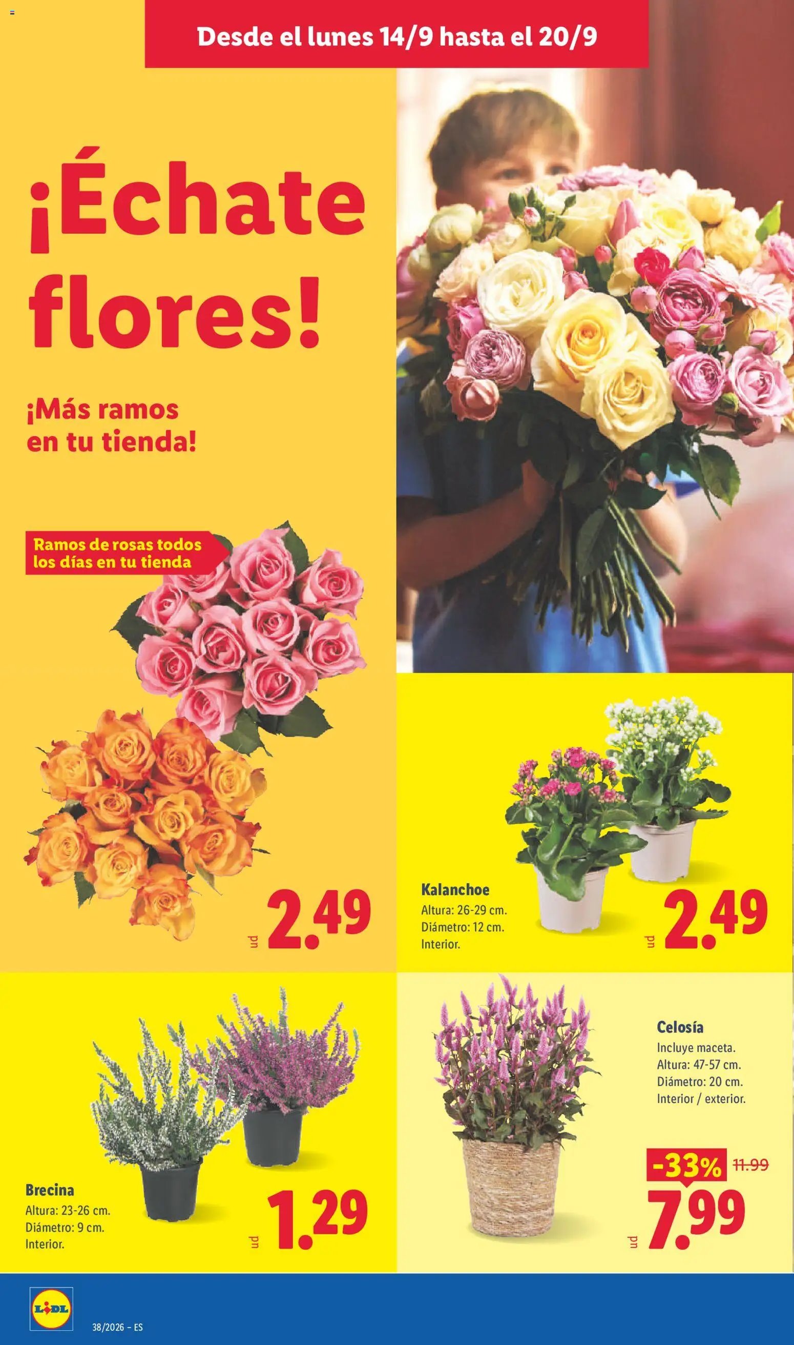 Lidl folleto