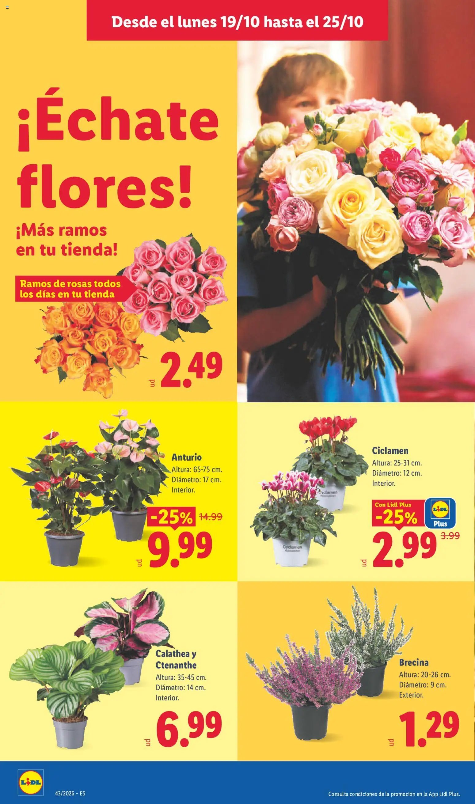 Lidl folleto