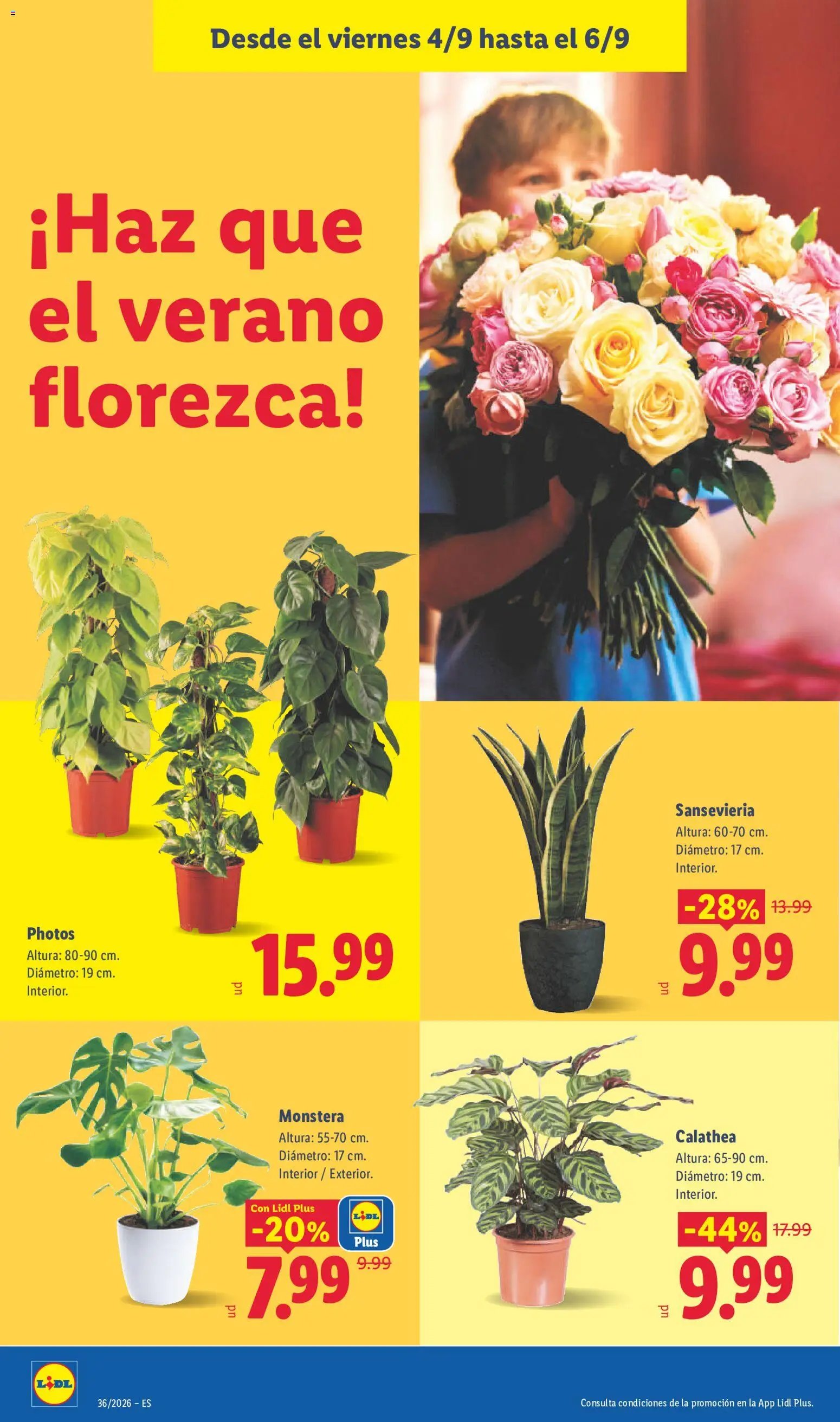 Lidl folleto