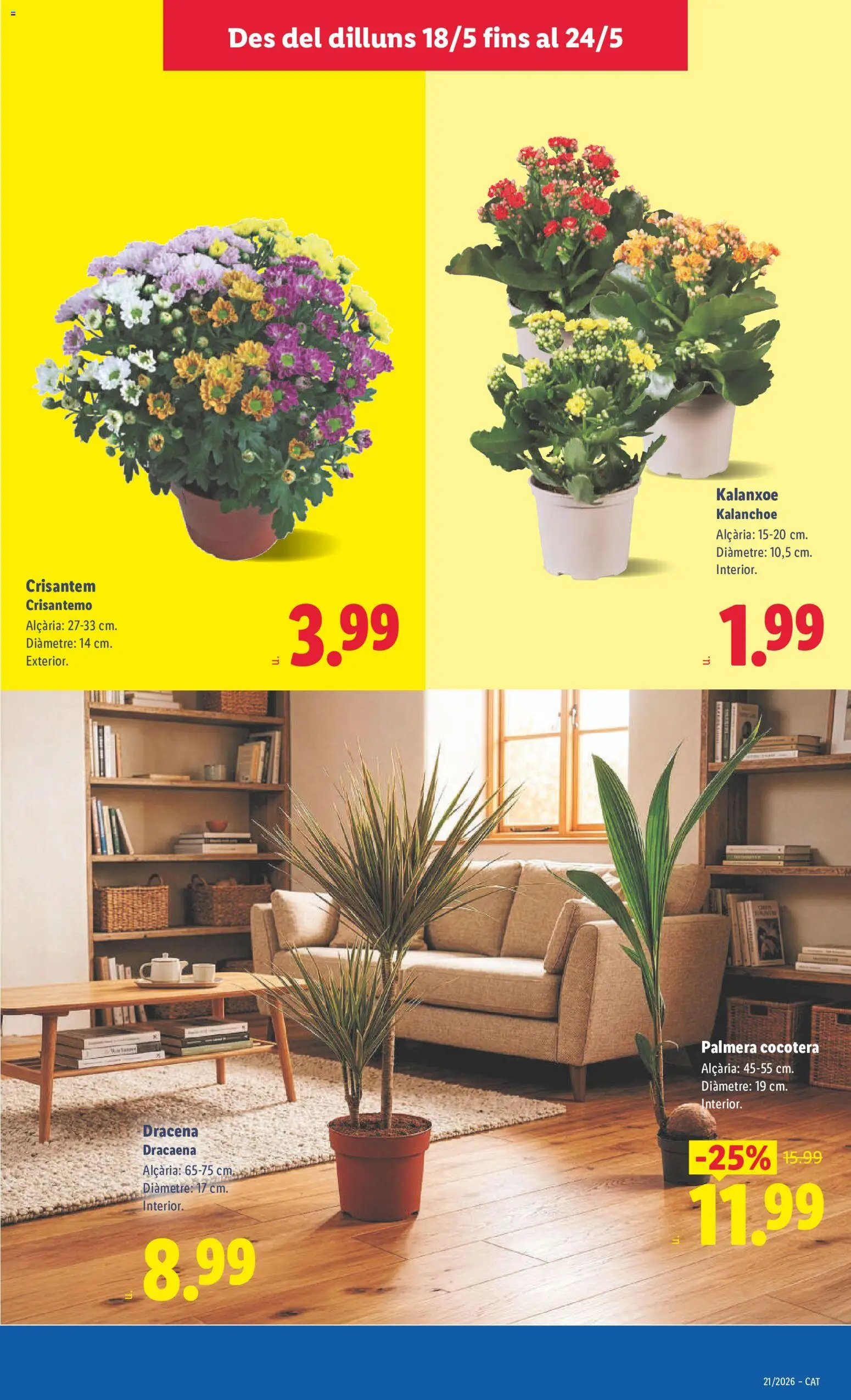 Lidl folleto