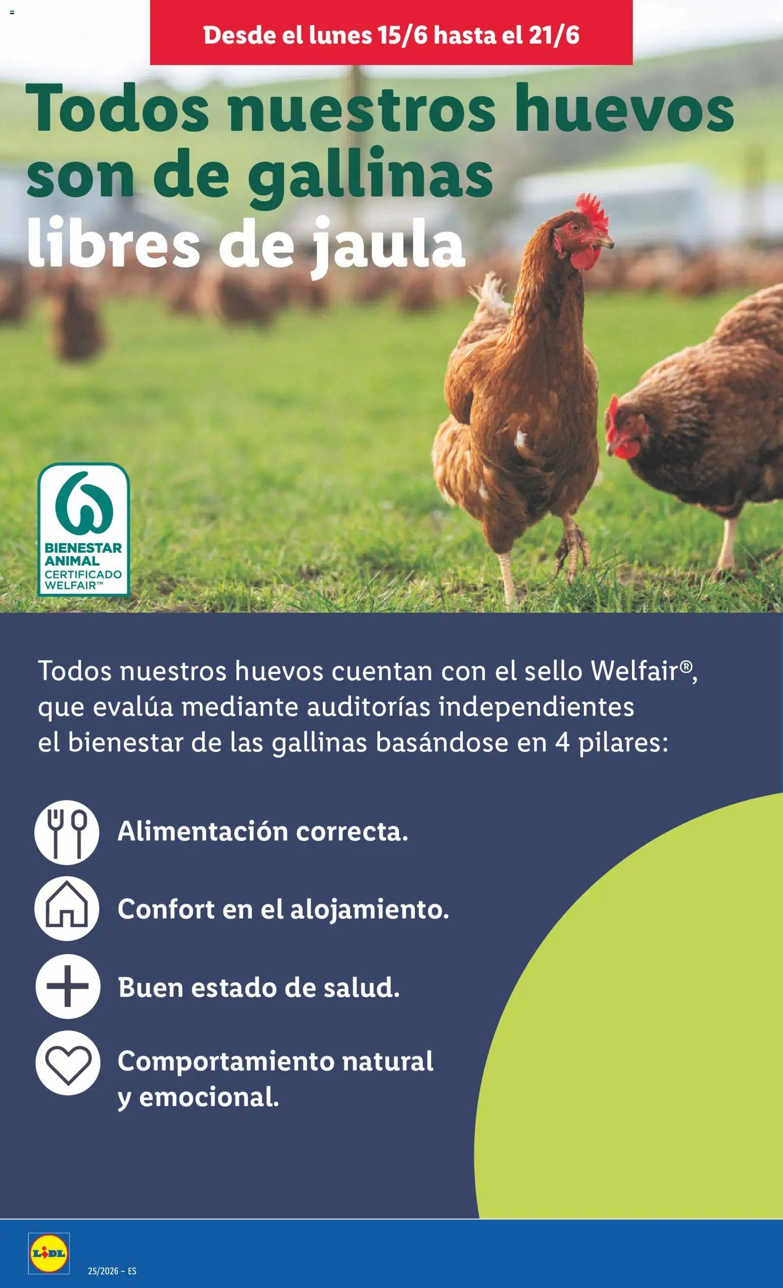 Lidl folleto