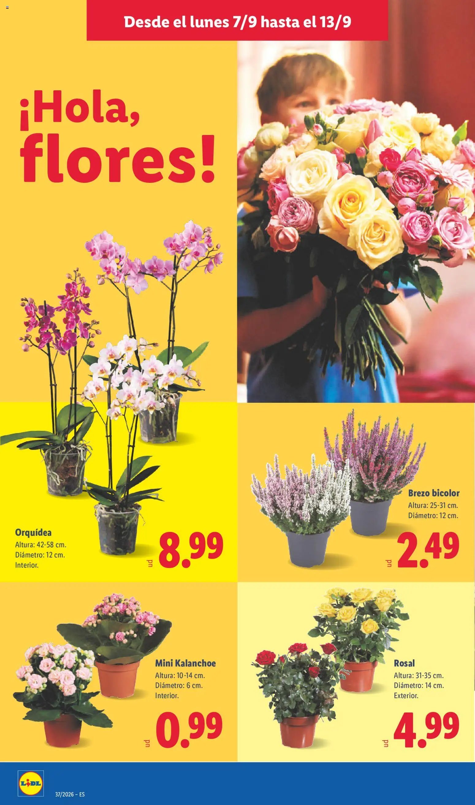 Lidl folleto