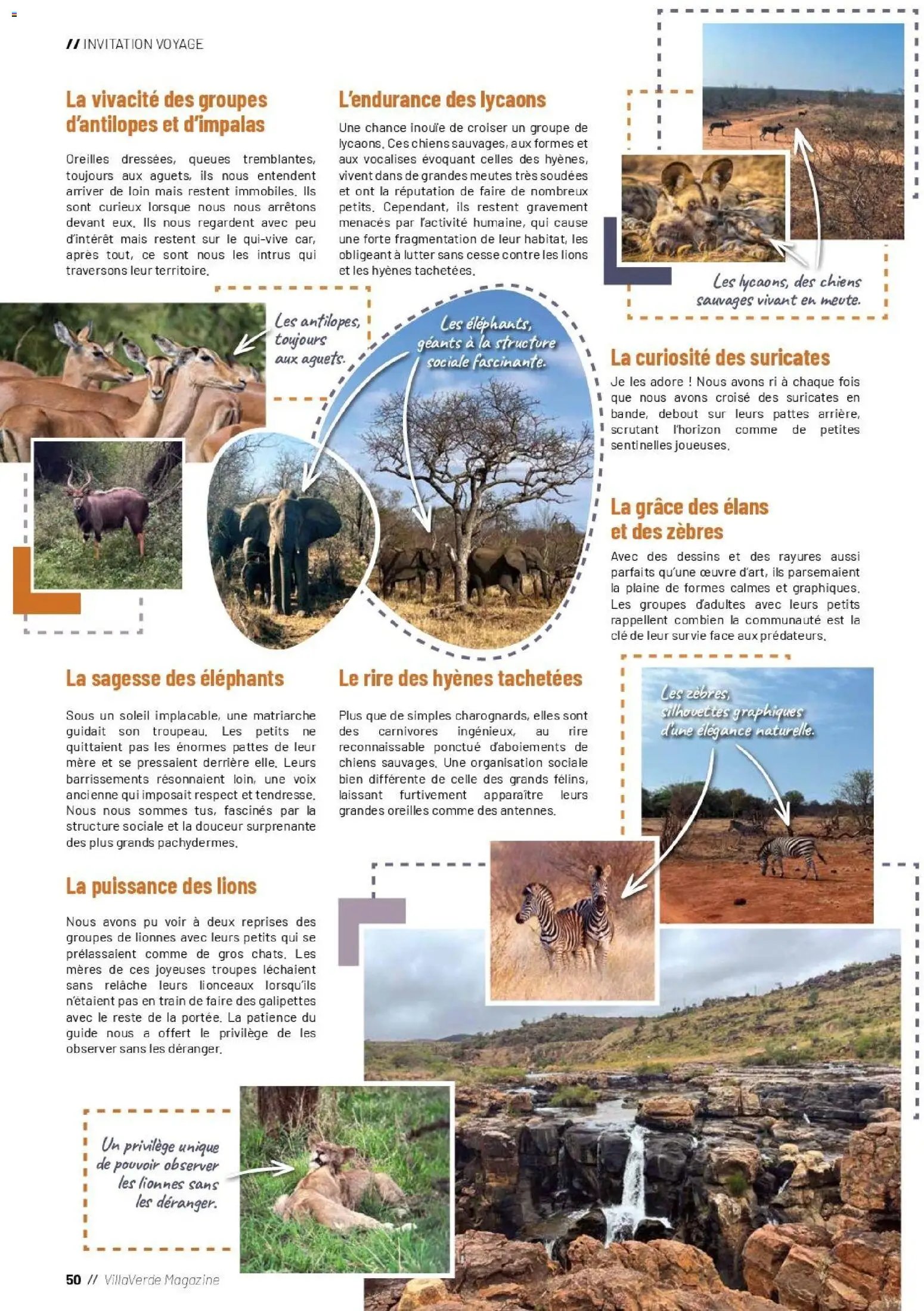 VillaVerde catalogue animalerie