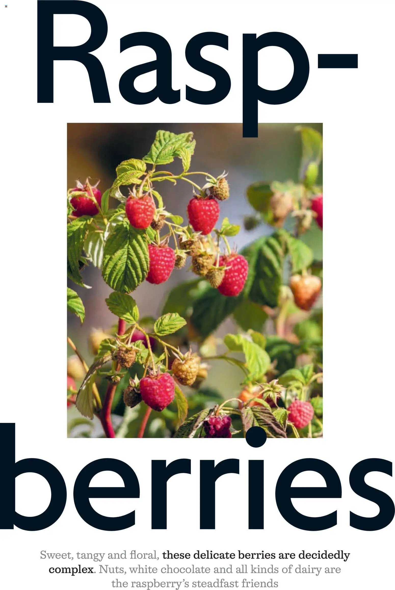 Waitrose Offers