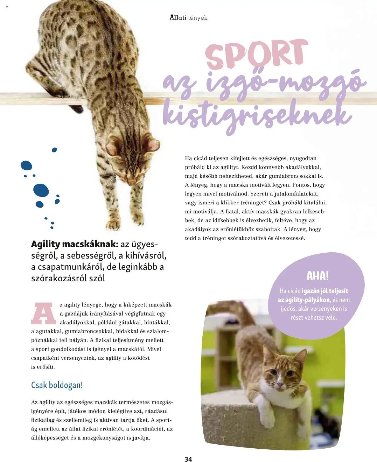 Fressnapf Akciós újság (2025-05-05 - 2025-08-31)