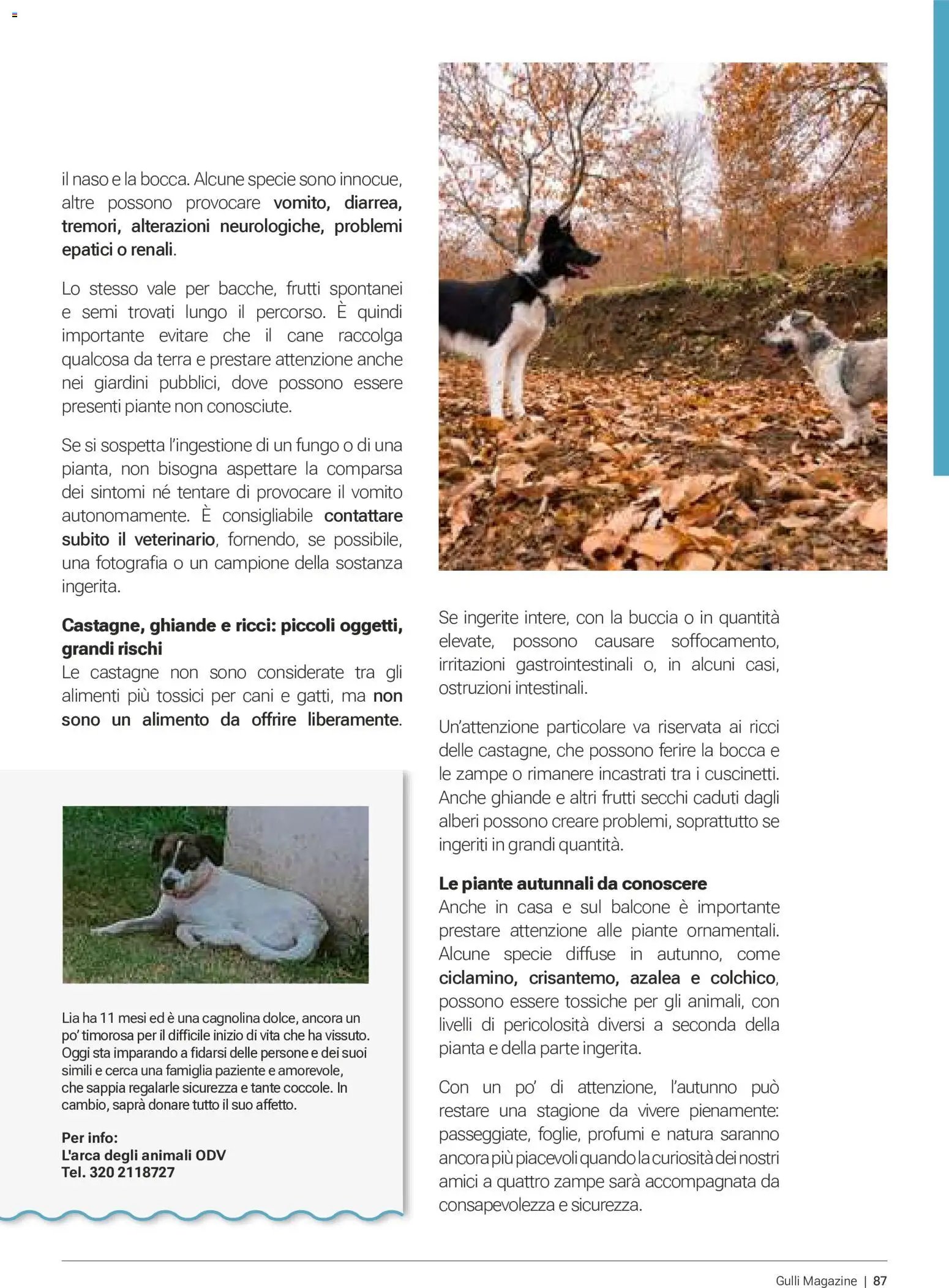 Gulliver volantino Ottobre