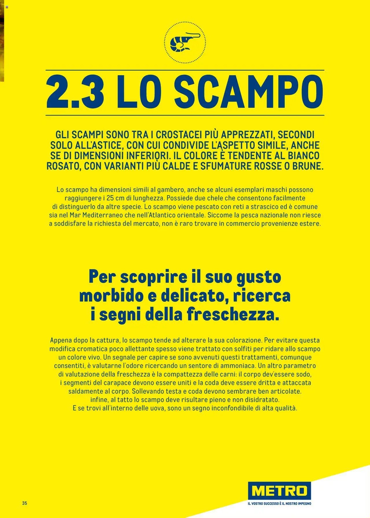 Metro Surgelati 2025 catalogo (2025-06-30 - 2026-06-30)