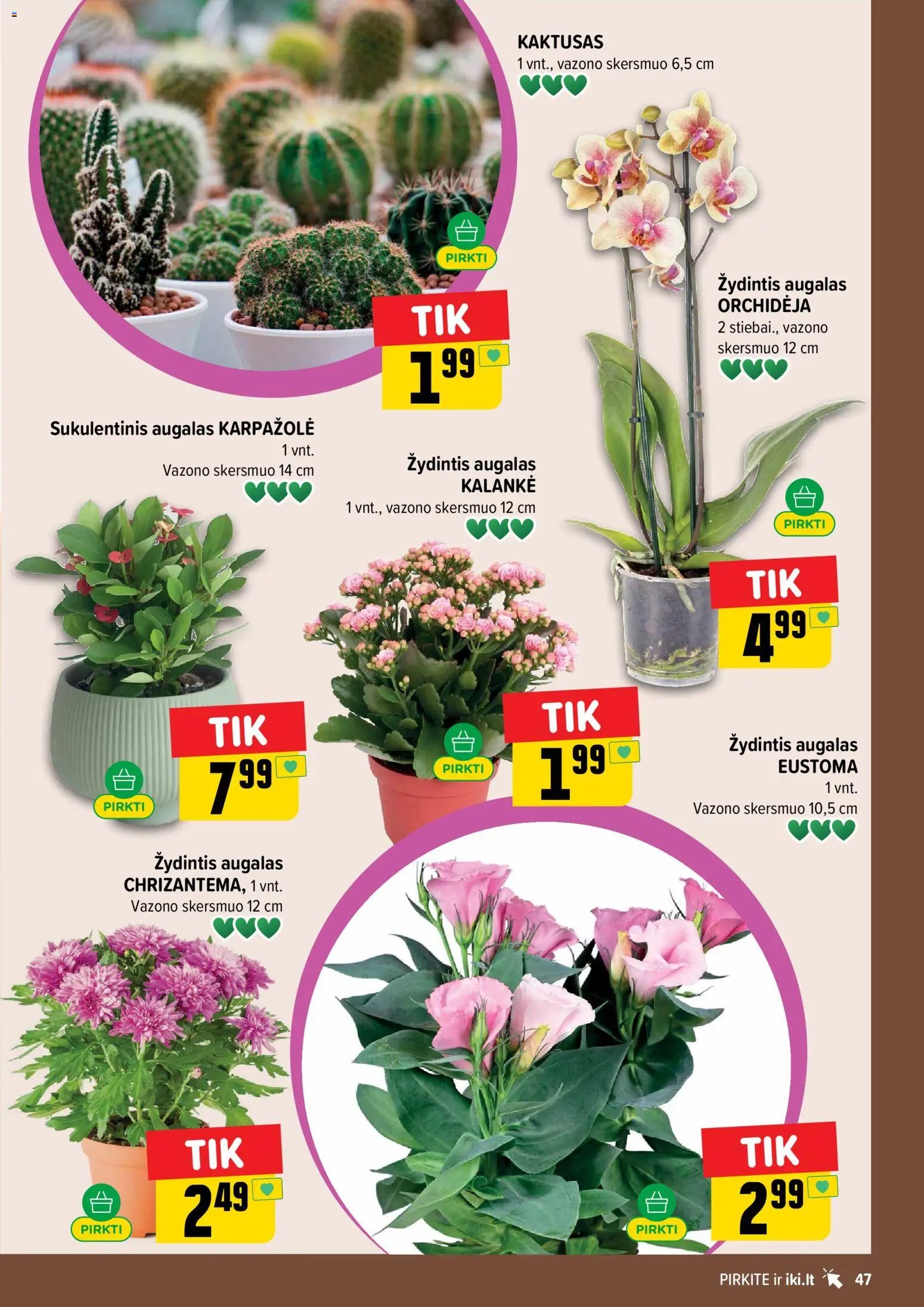 IKI leidinys