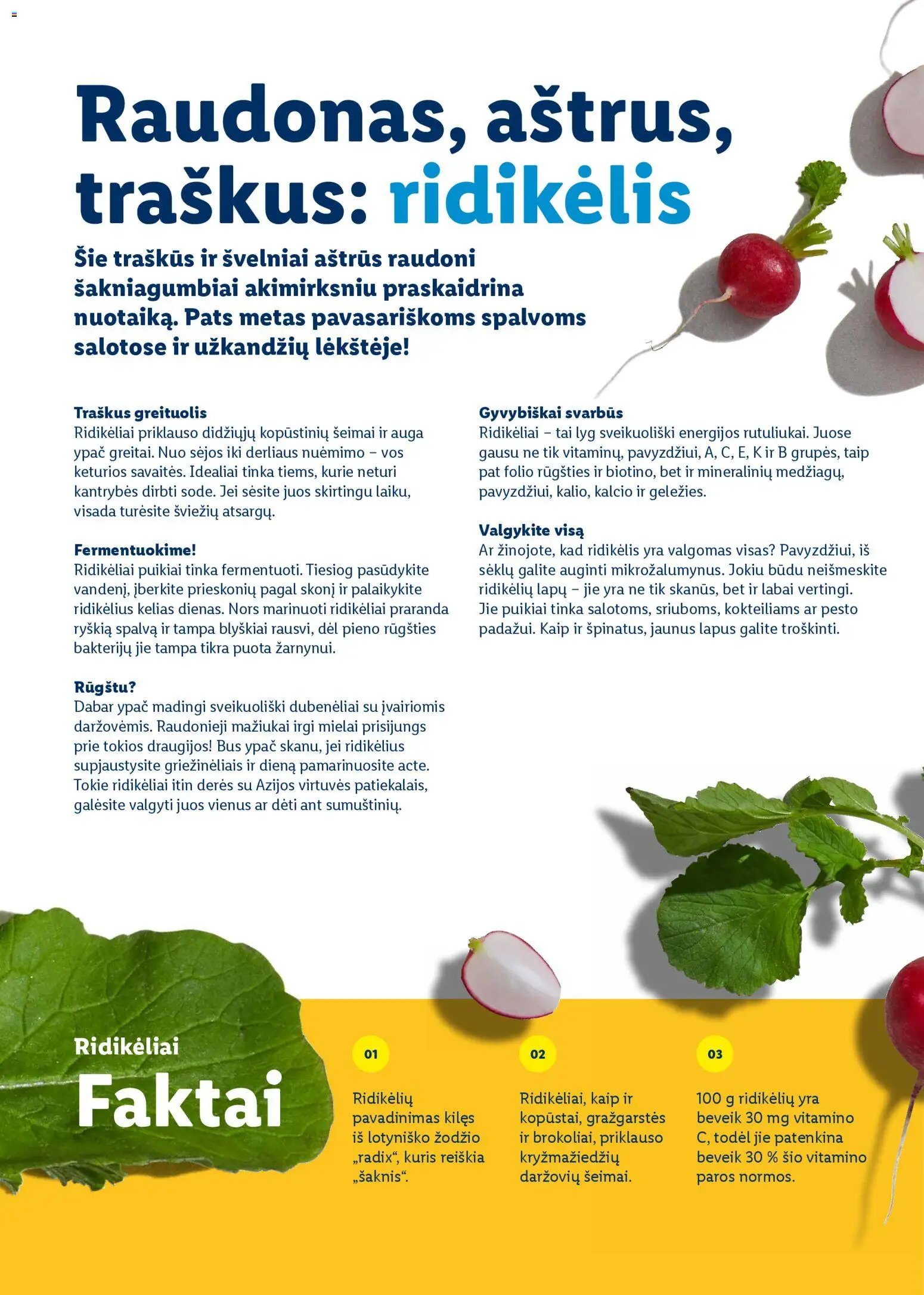 LIDL leidinys - Velykų katalogas