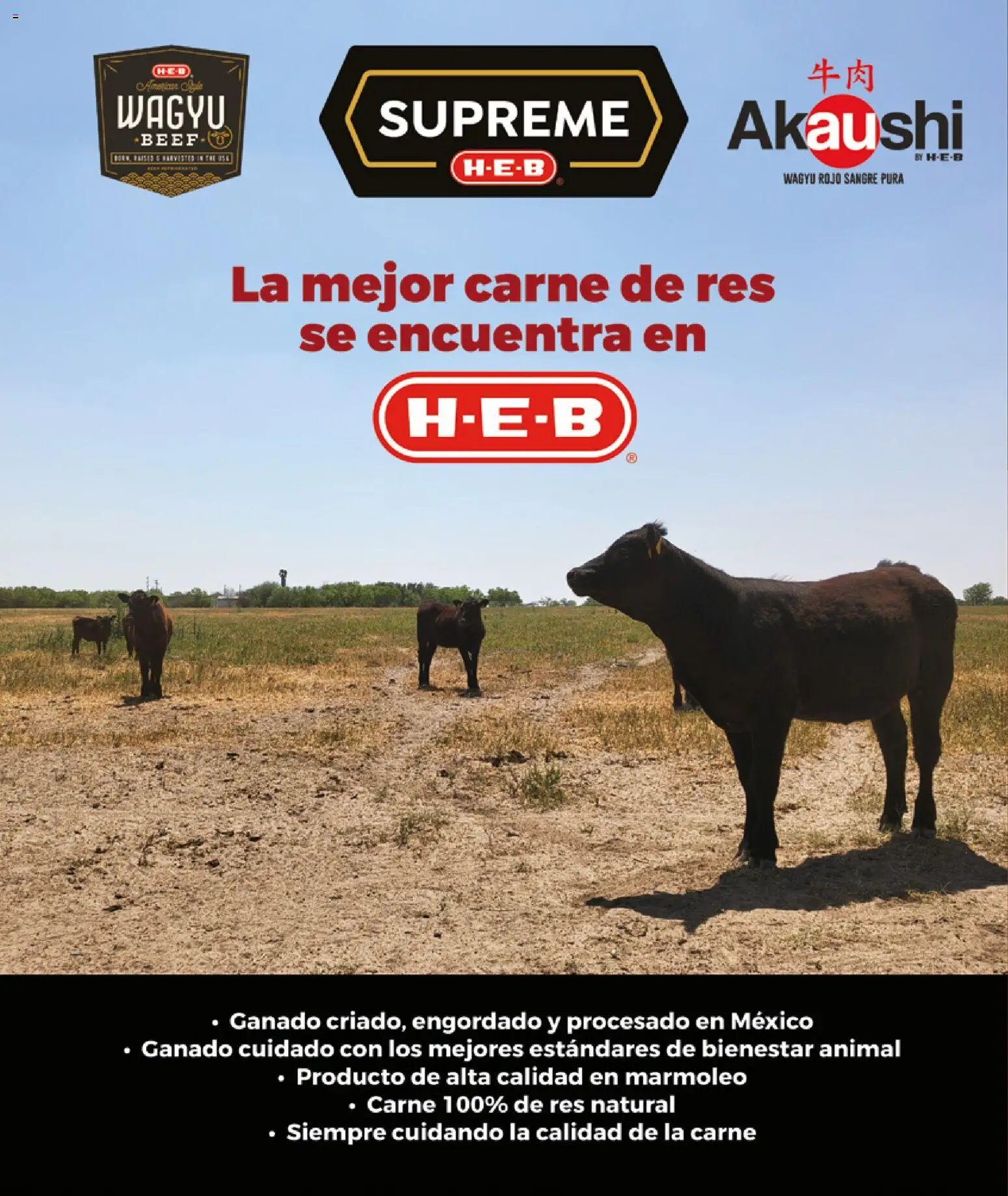 H-E-B folleto Celebra