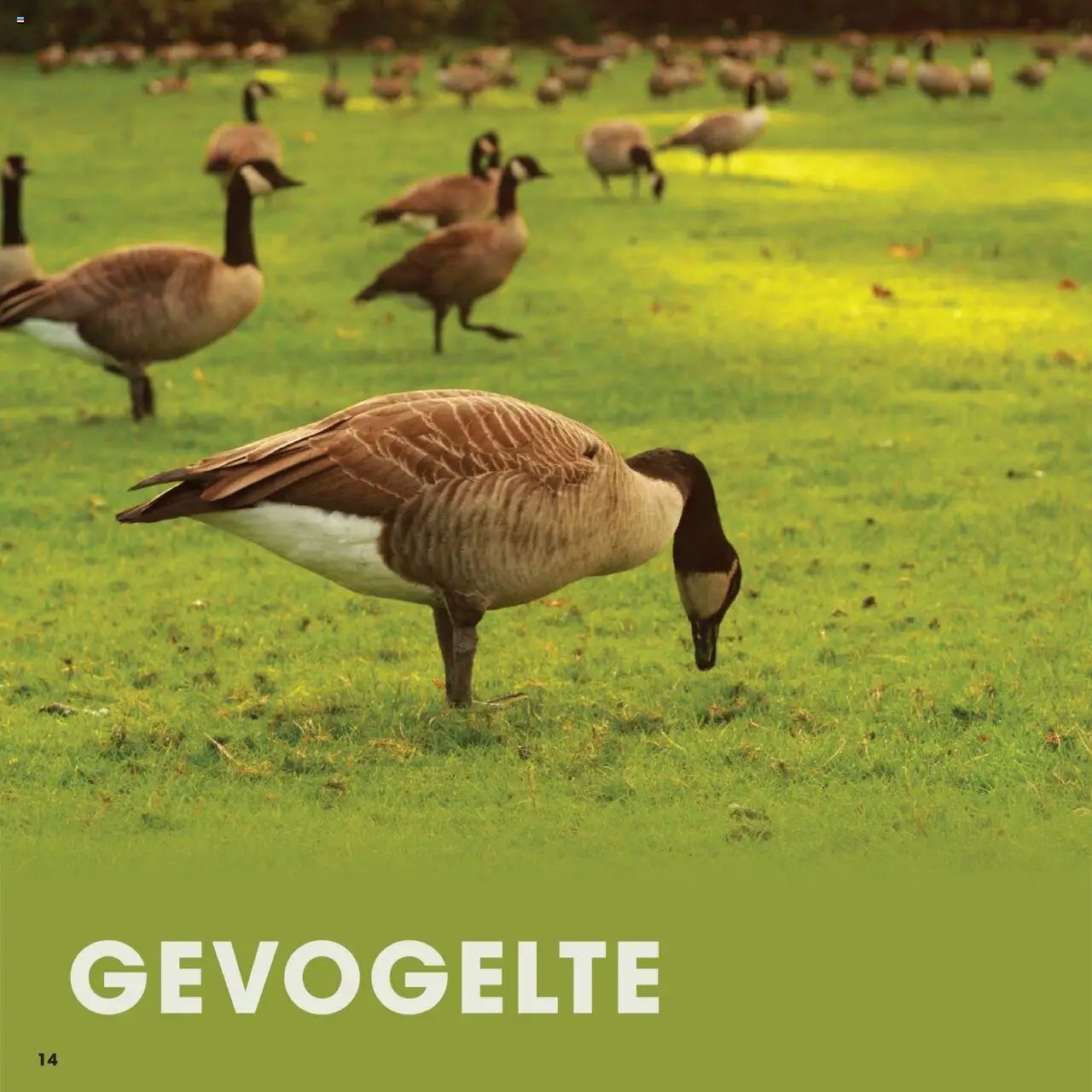 Hanos - Wildbrochure 2025/2026