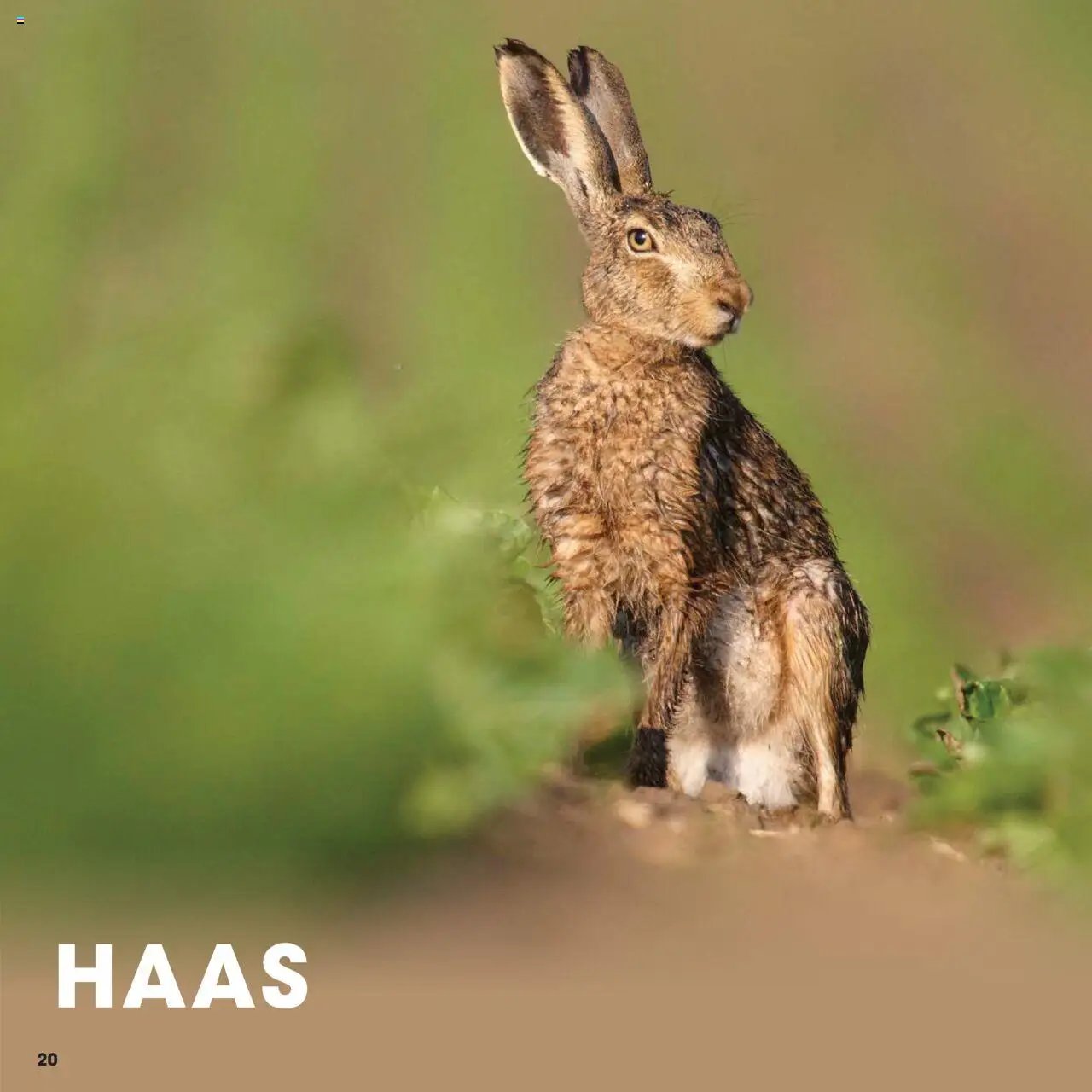 Hanos - Wildbrochure 2025/2026