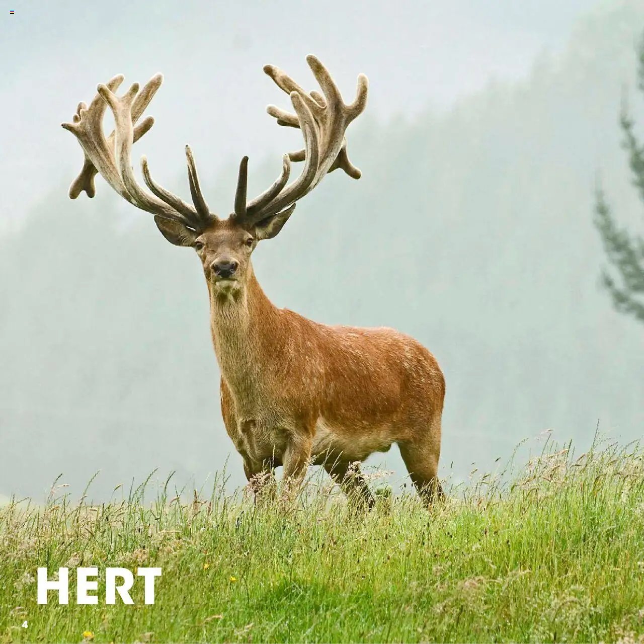 Hanos - Wildbrochure 2025/2026