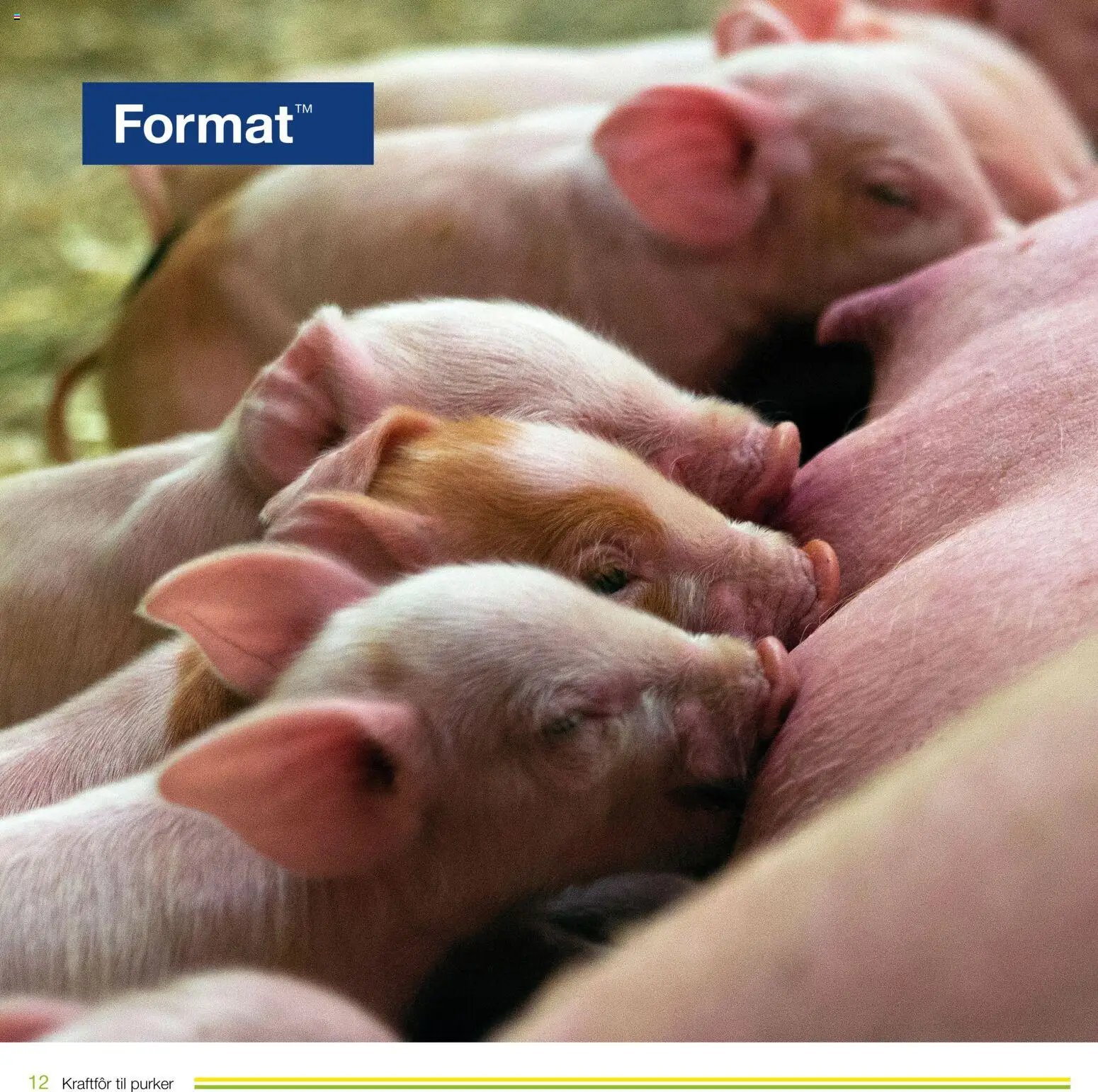 Felleskjøpet Kraftfôr til purker (2026-01-02 - 2027-01-03)