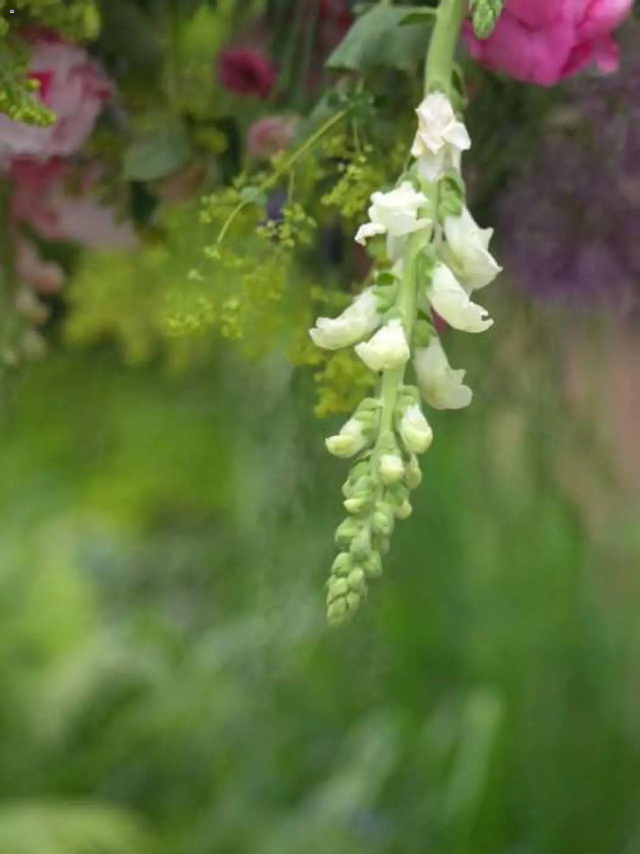 Plantasjen kundeavis (2025-07-25 - 2025-10-10)